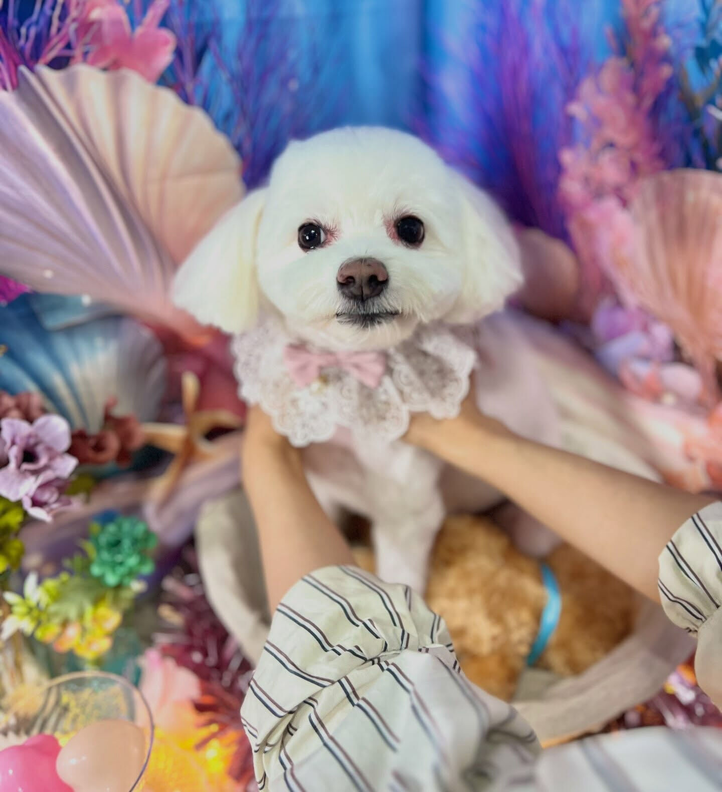 来店いただいた、しらすくんです🐶✨