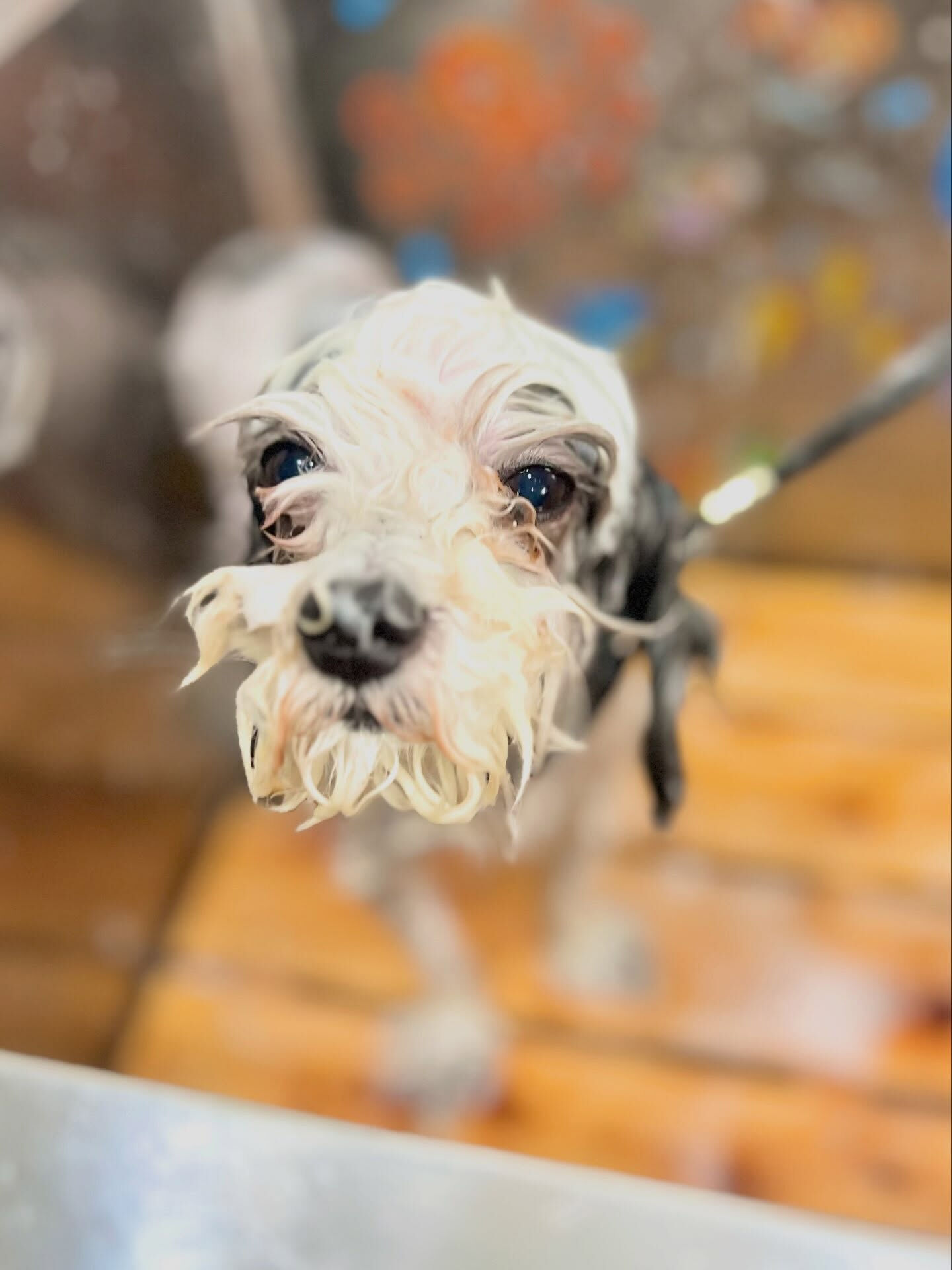 来店いただいた、メルくんです🐶✨