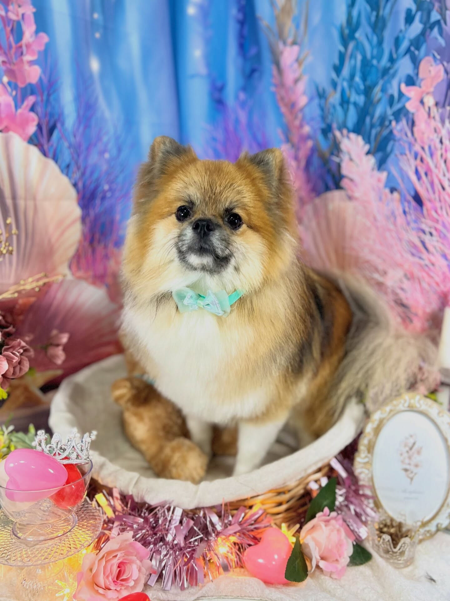 来店いただいた、ポメのぽんたくんです🐶✨
