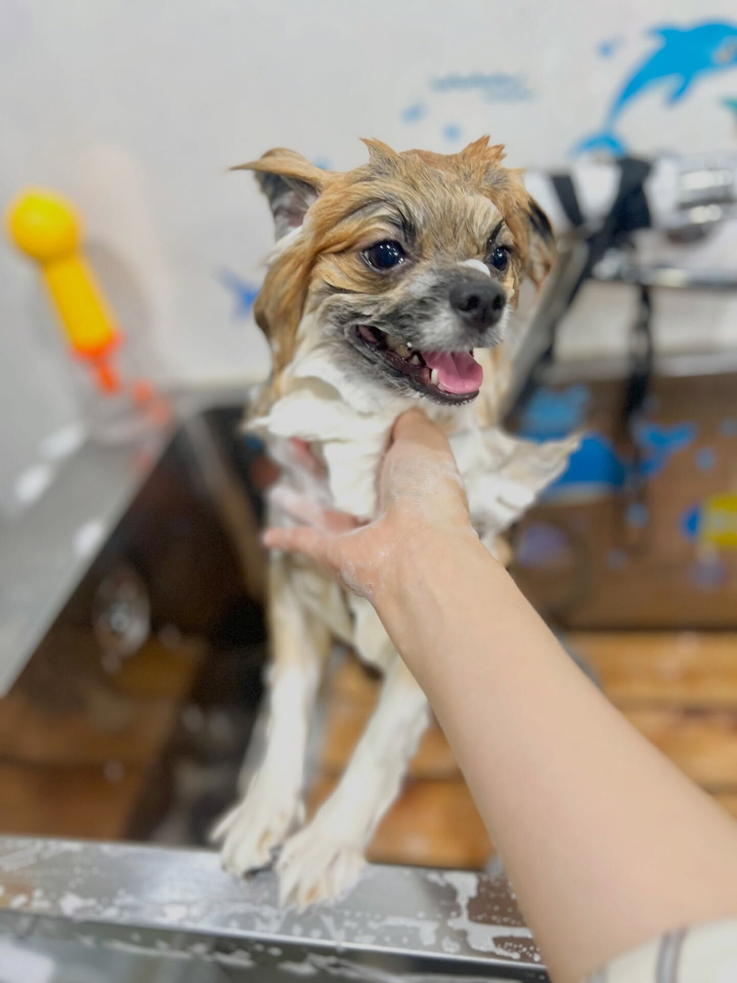 来店いただいた、ポメのぽんたくんです🐶✨