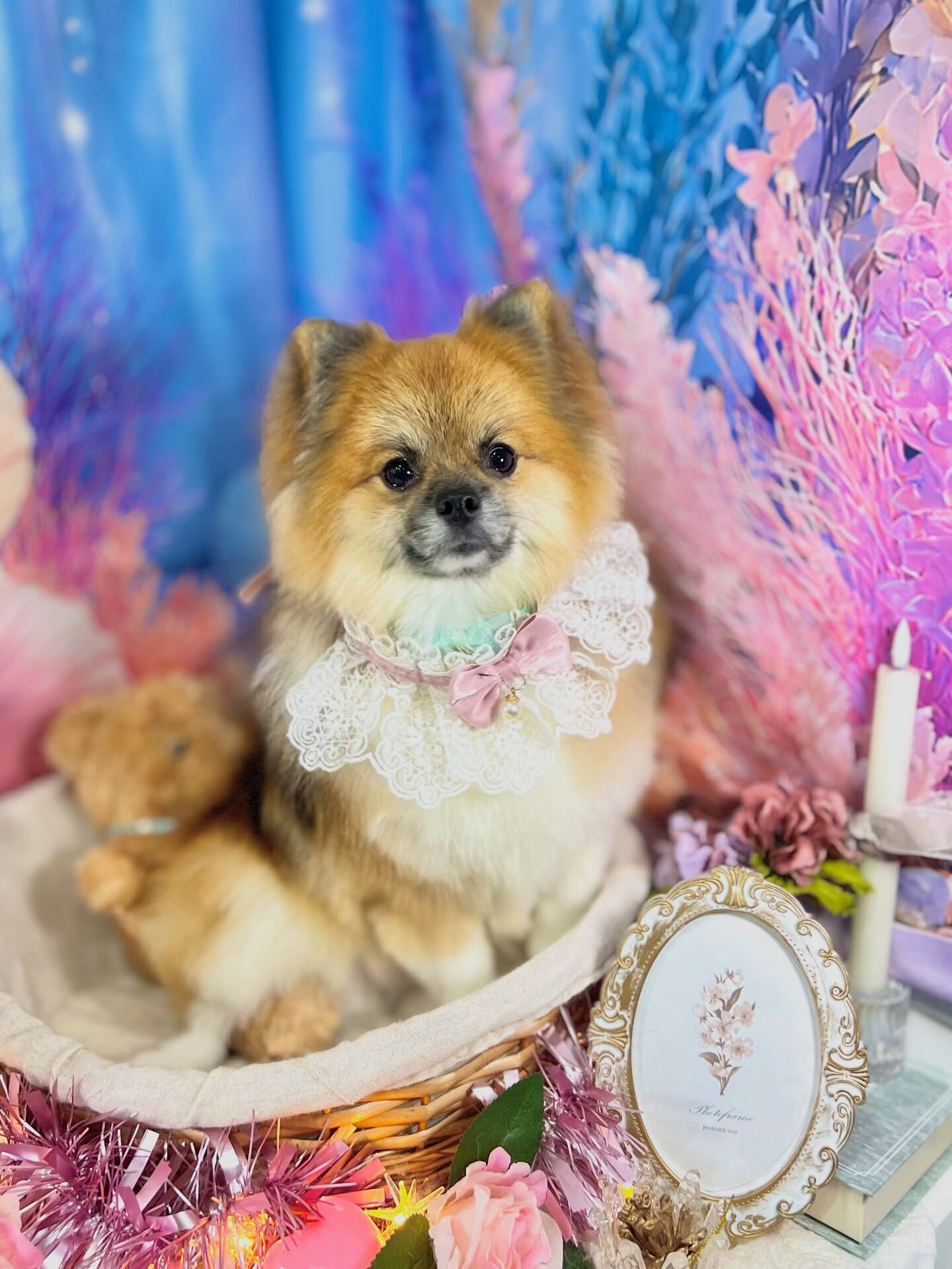 来店いただいた、ポメのぽんたくんです🐶✨