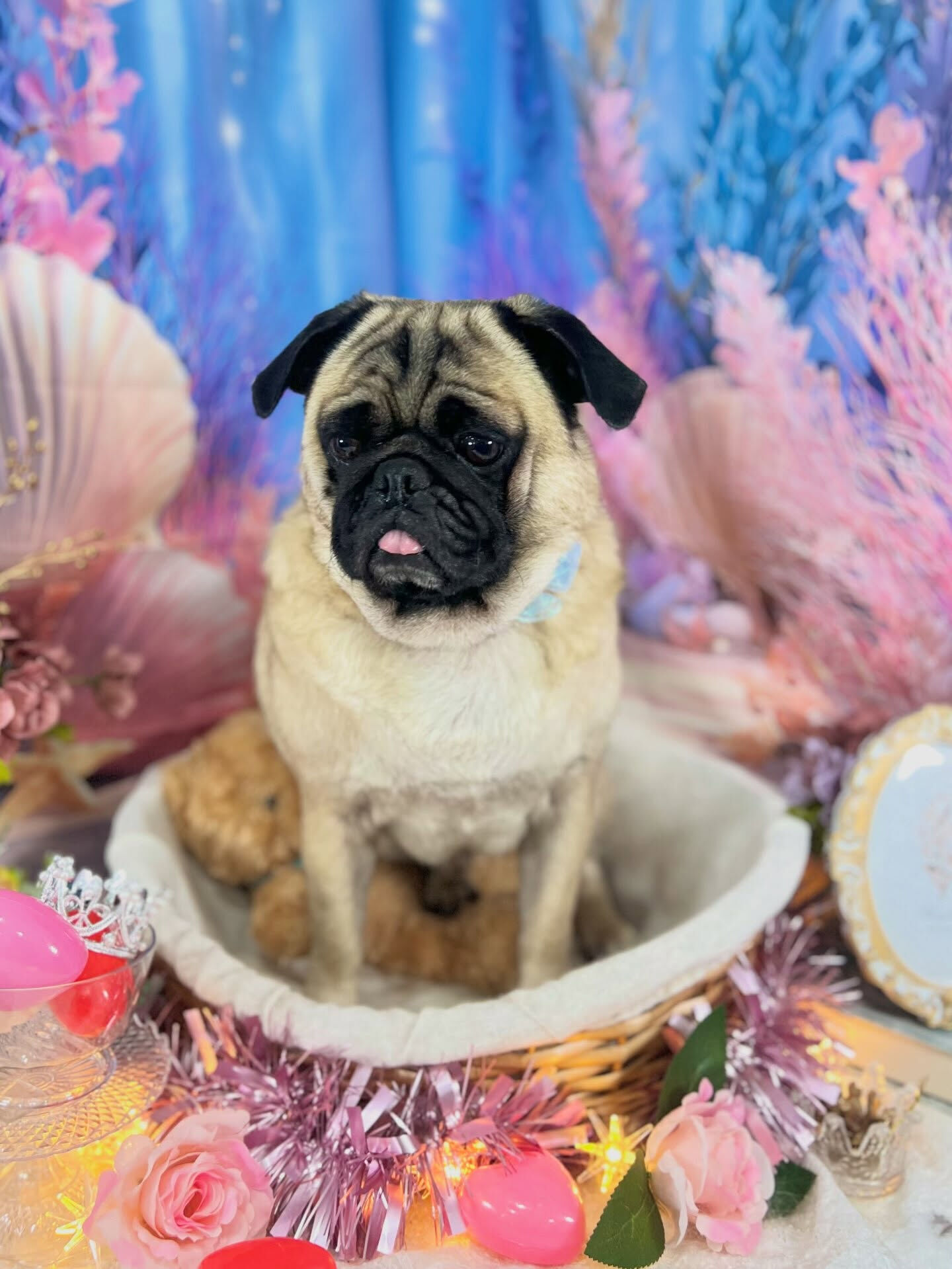 来店いただいた、パグのブッチャーくんです🐶✨