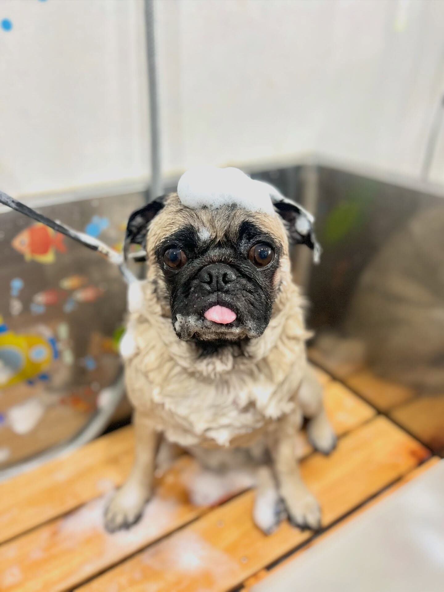 来店いただいた、パグのブッチャーくんです🐶✨