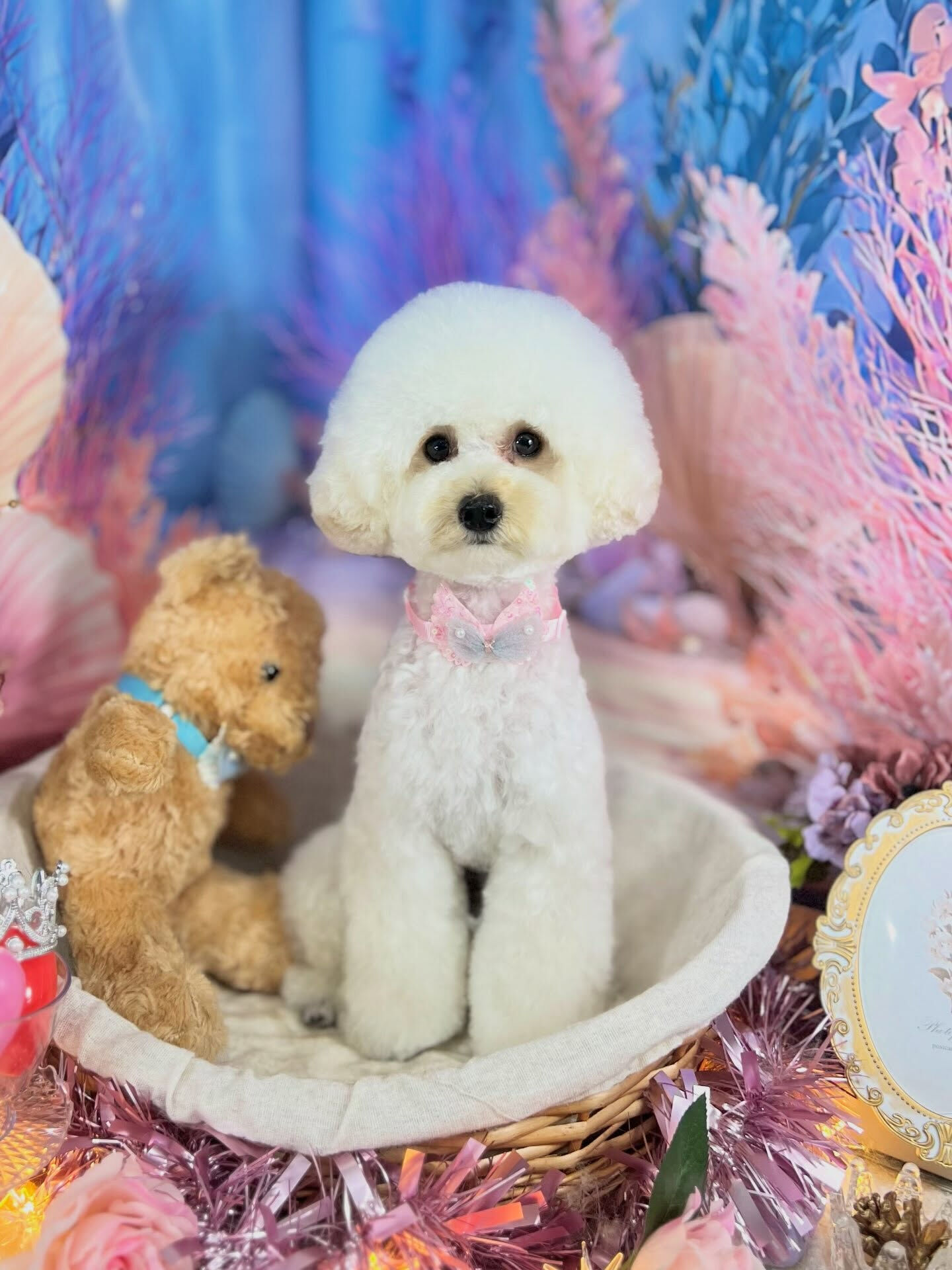 来店いただいた、トイプードルのジェラちゃんです🐶✨