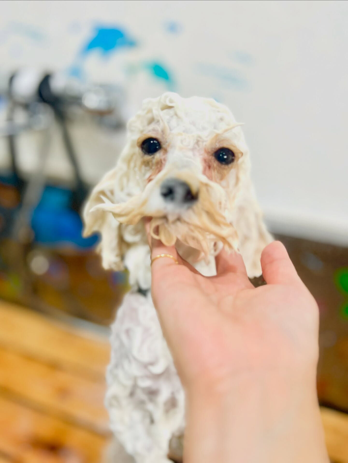 来店いただいた、トイプードルのジェラちゃんです🐶✨