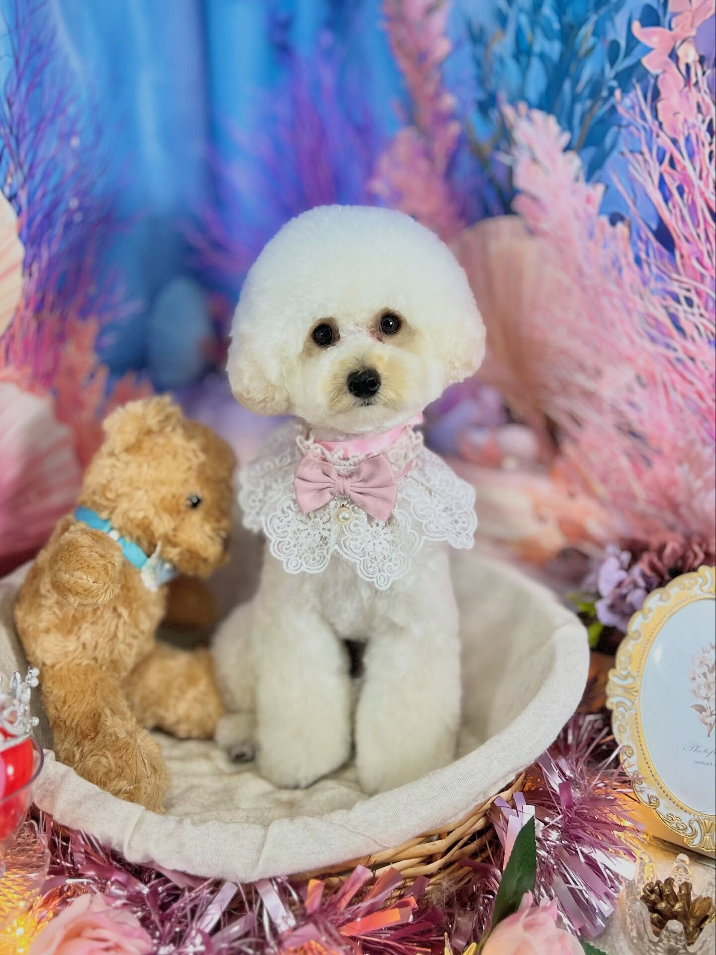 来店いただいた、トイプードルのジェラちゃんです🐶✨