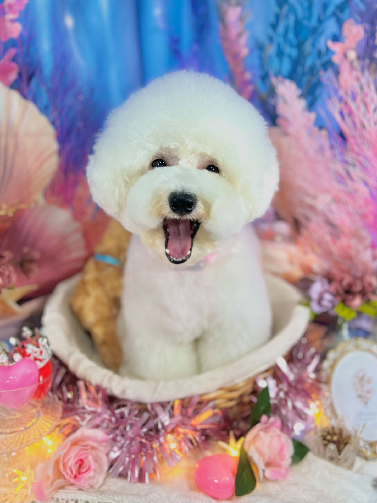 来店いただいた、ビションのららちゃんです🐶✨
