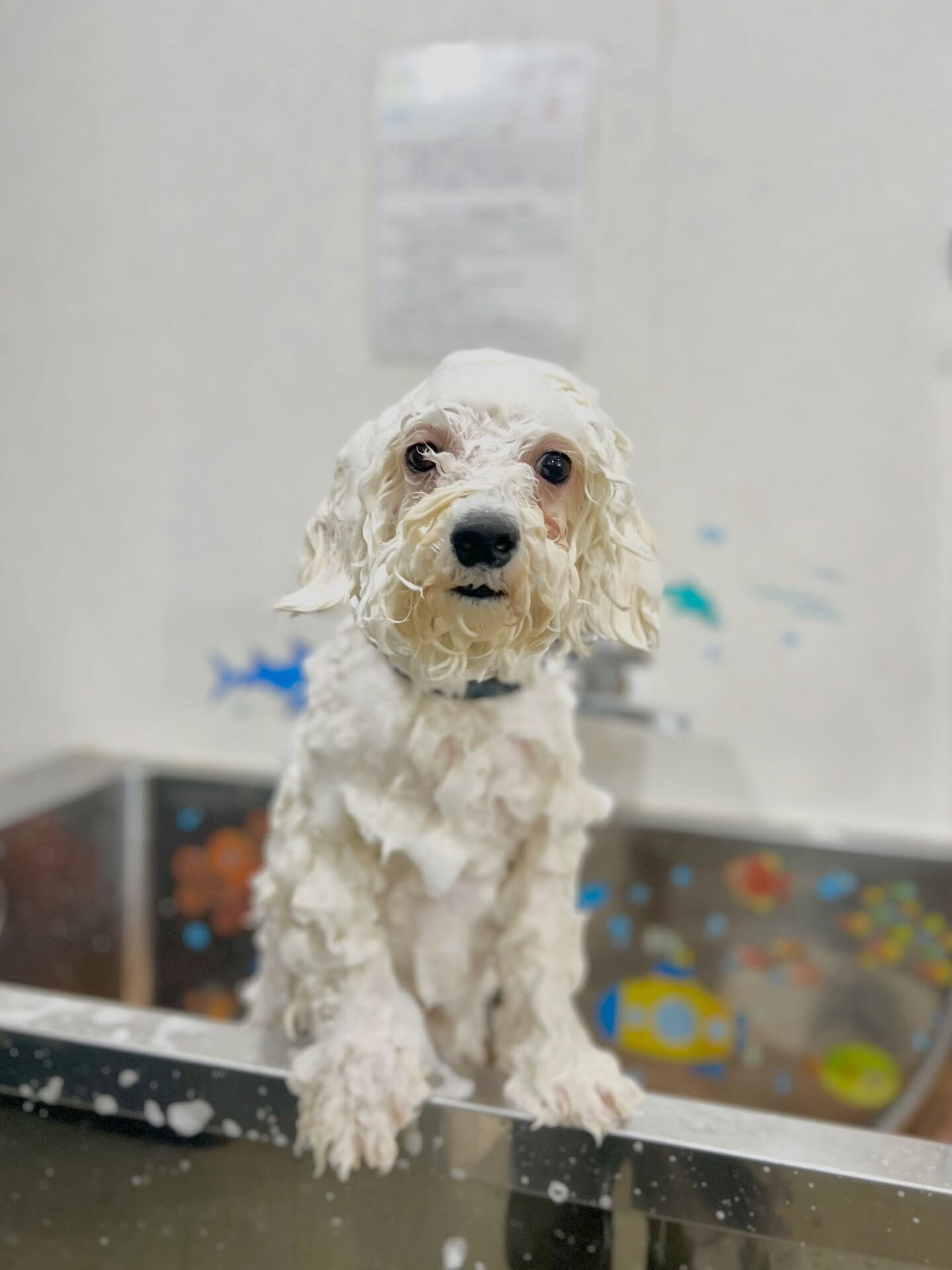 来店いただいた、ビションのららちゃんです🐶✨