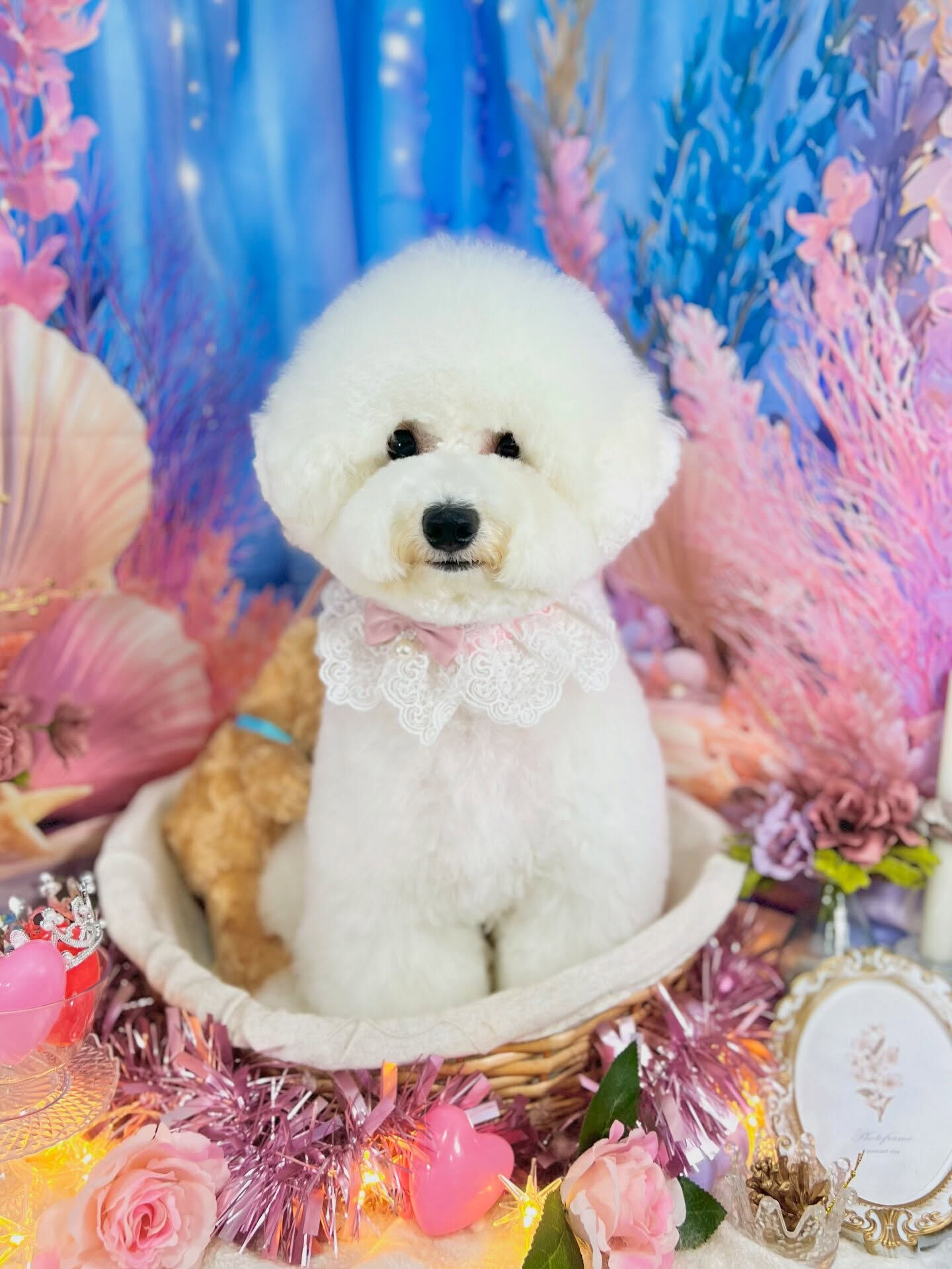 来店いただいた、ビションのららちゃんです🐶✨