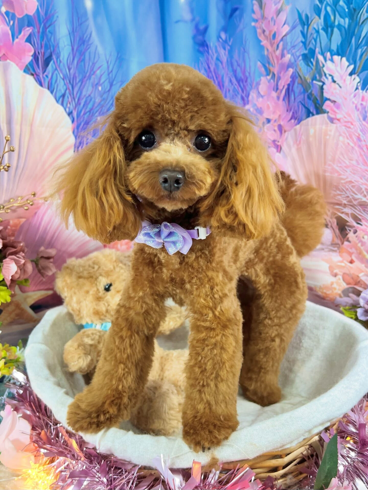 来店いただいた、トイプードルの莉楽ちゃんです🐶✨