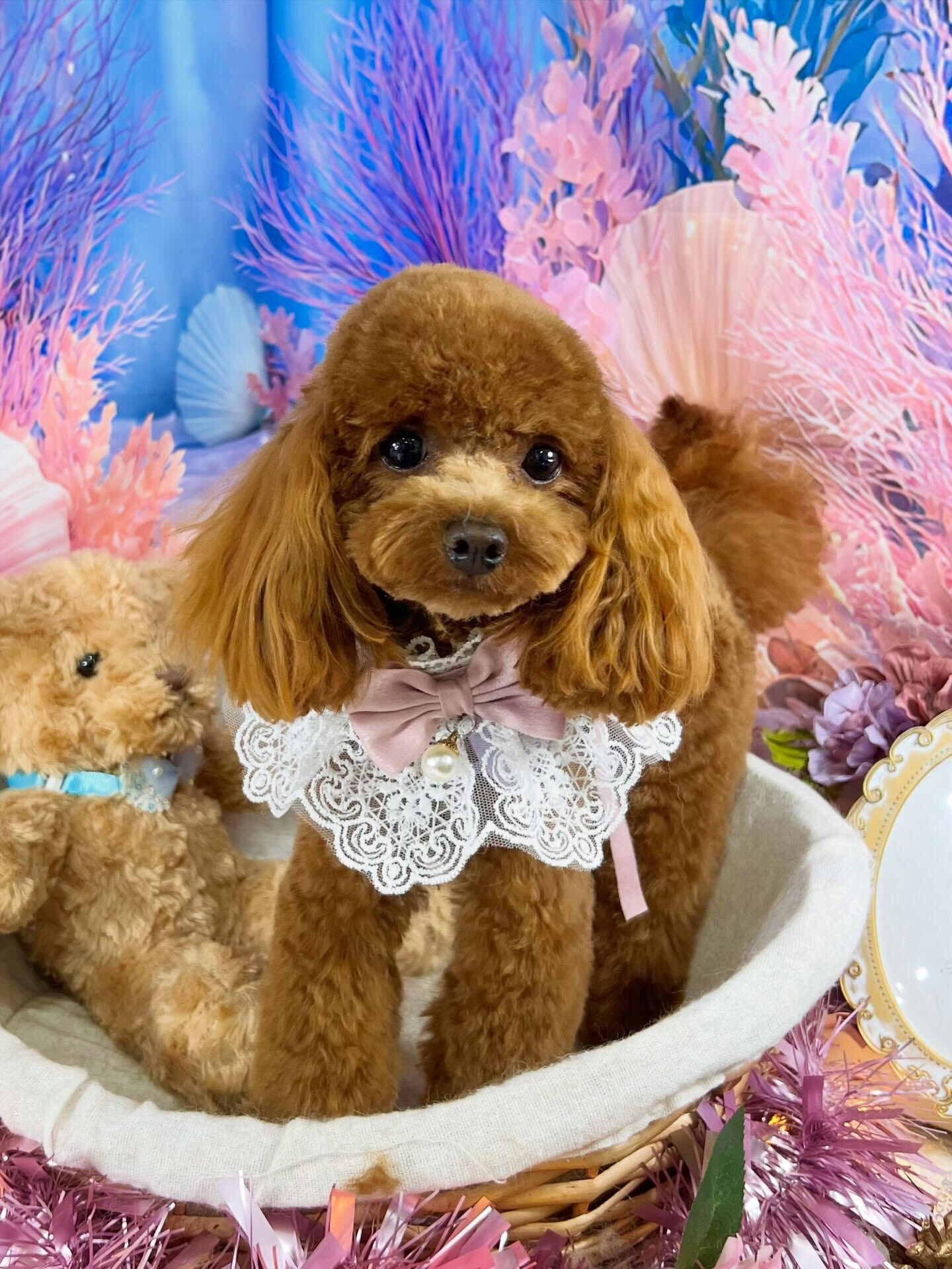 来店いただいた、トイプードルの莉楽ちゃんです🐶✨