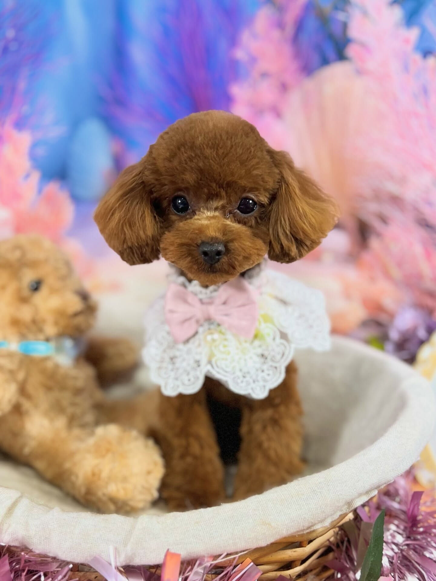 来店いただいた、トイプードルの七夕ちゃんです🐶✨
