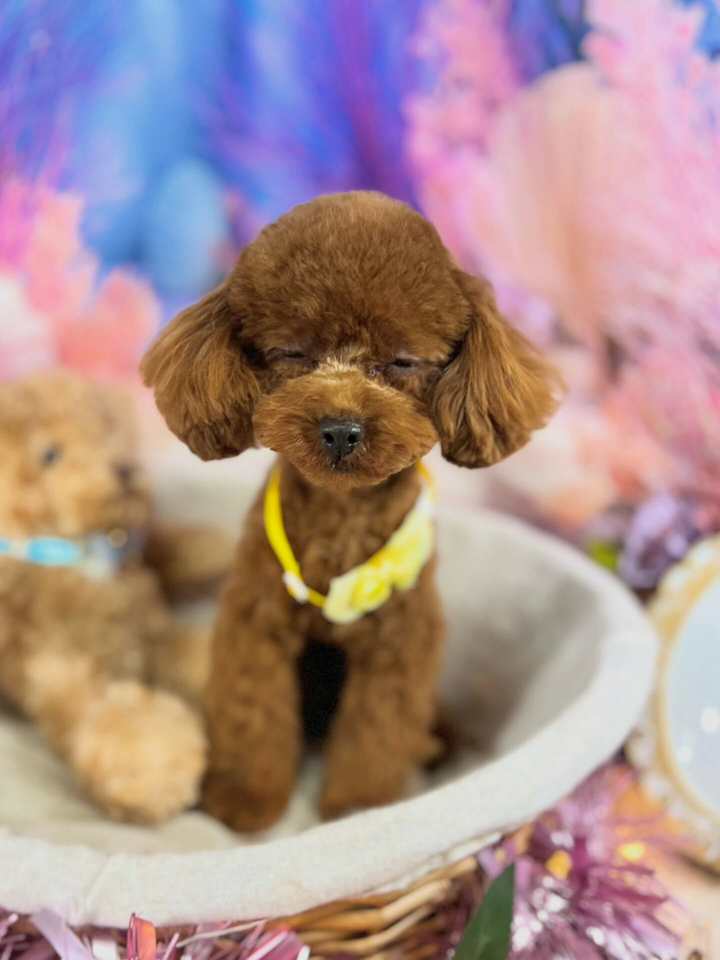 来店いただいた、トイプードルの七夕ちゃんです🐶✨