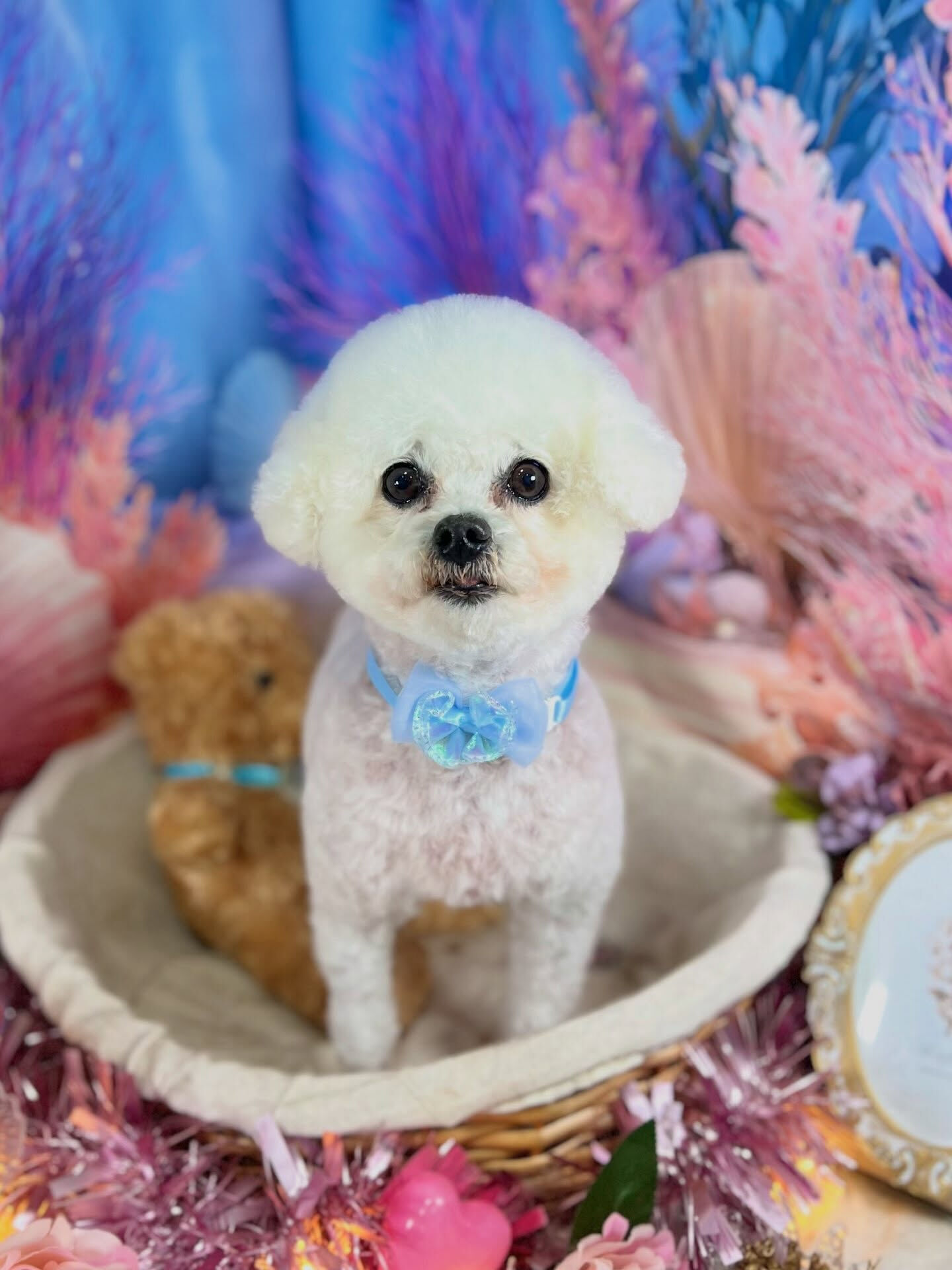 来店いただいた、マルプーのわたあめくんです🐶✨