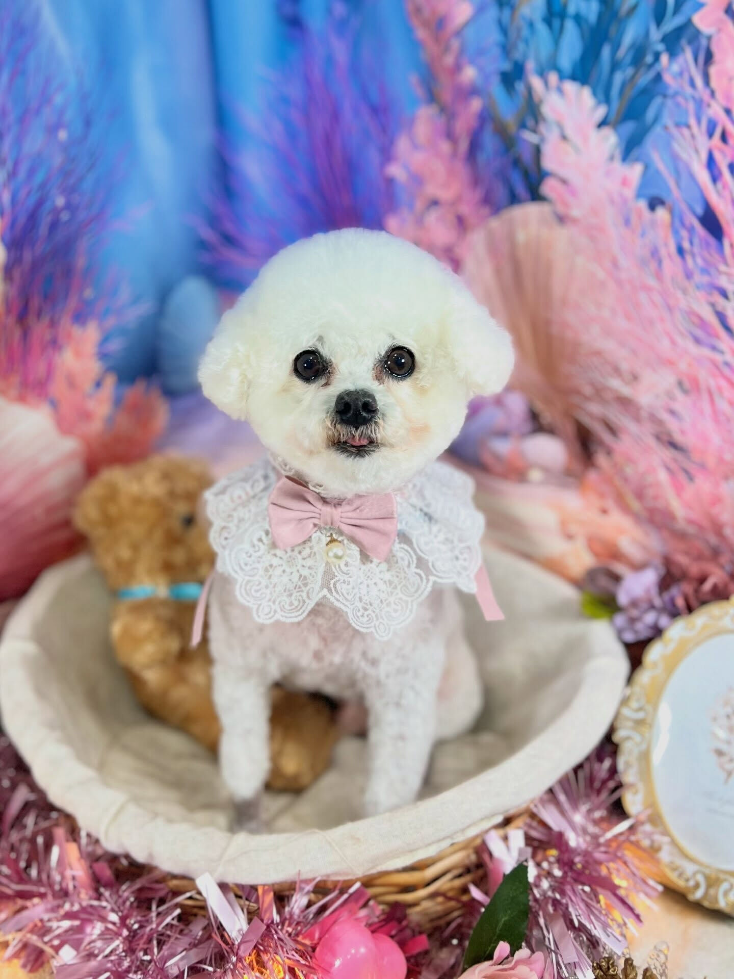 来店いただいた、マルプーのわたあめくんです🐶✨