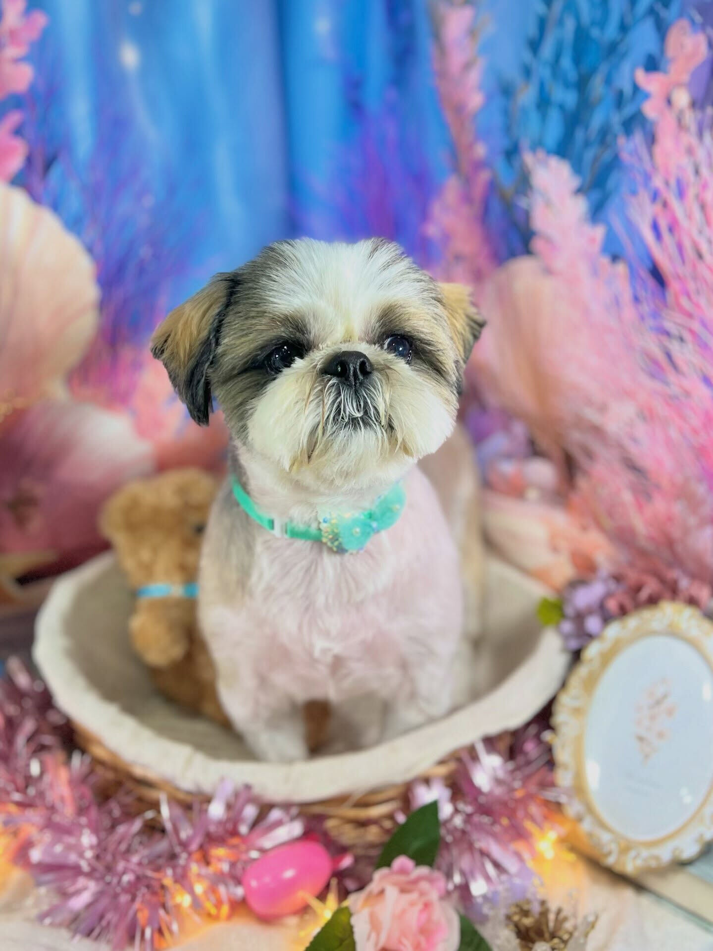 来店いただいた、シーズーのアーモンドくんです🐶✨