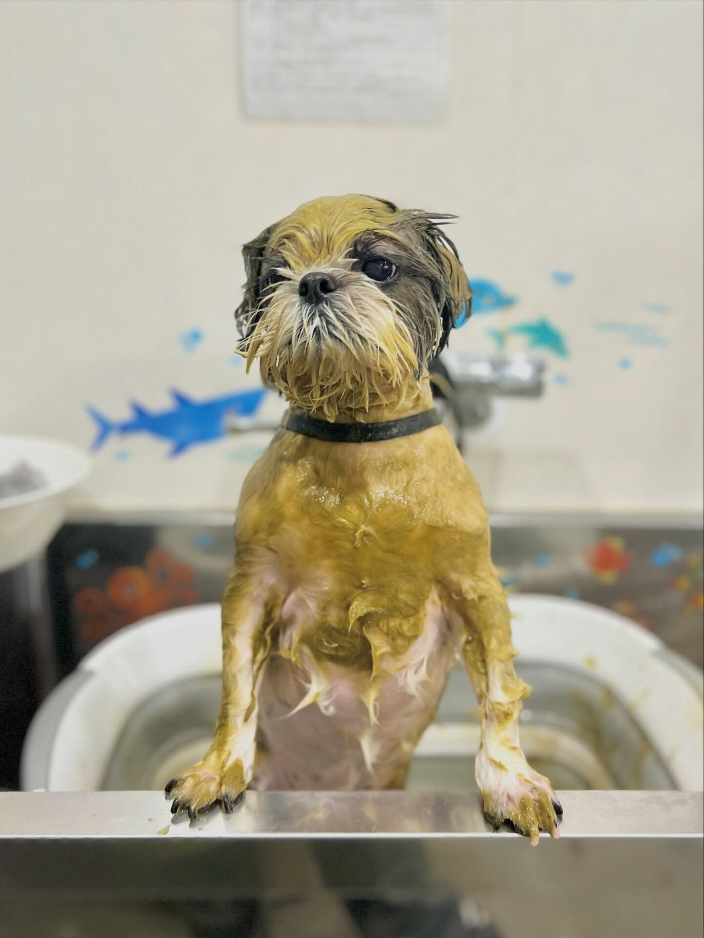 来店いただいた、シーズーのアーモンドくんです🐶✨