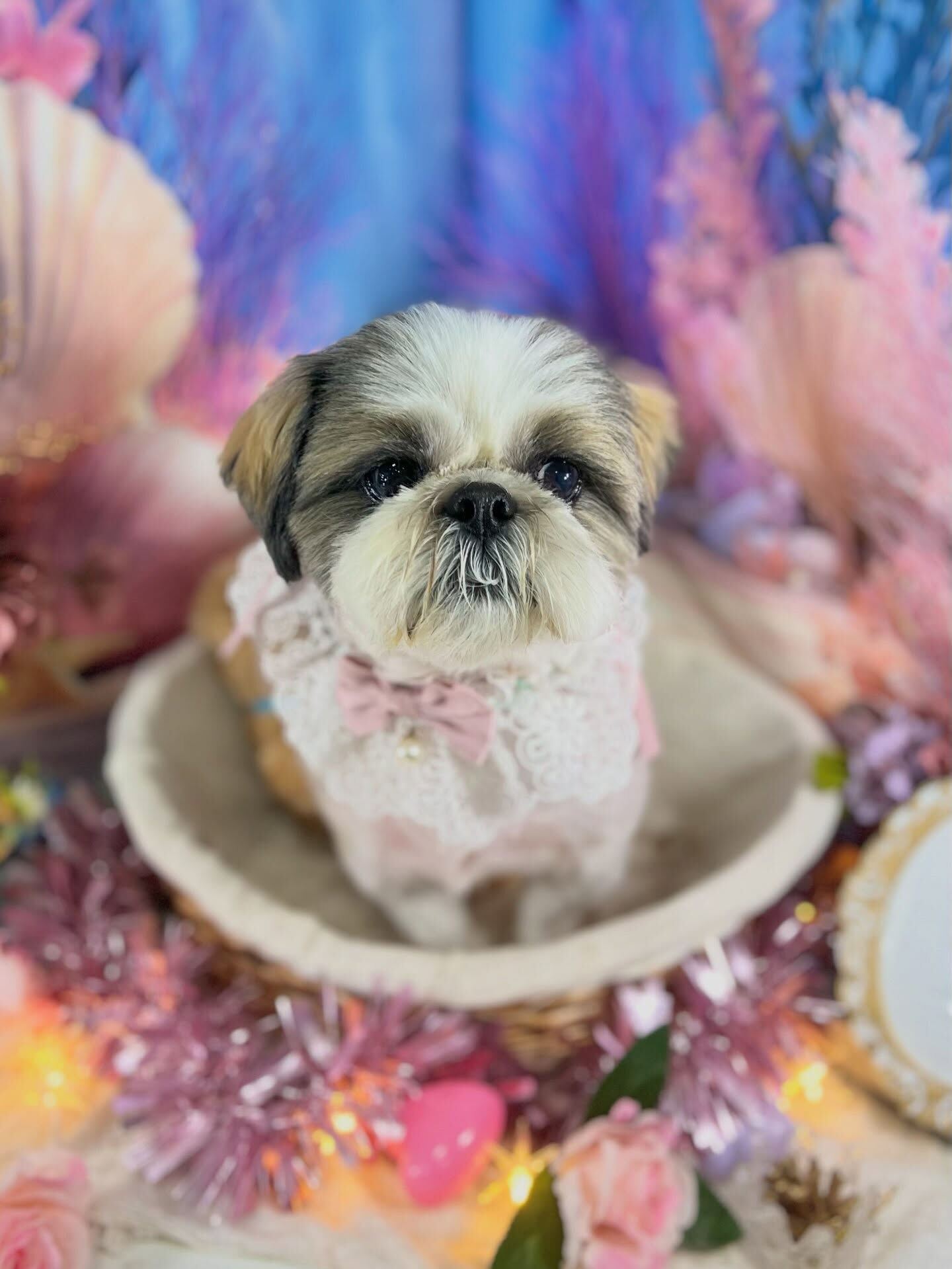 来店いただいた、シーズーのアーモンドくんです🐶✨