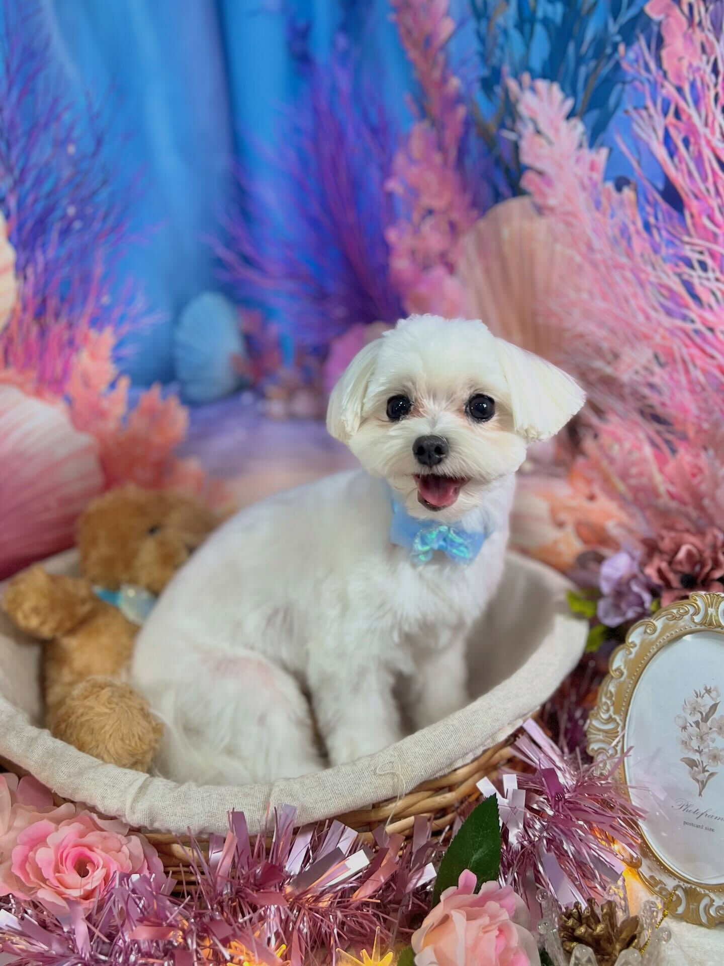 来店いただいた、（マルチーズ)のむぎちゃんです🐶✨