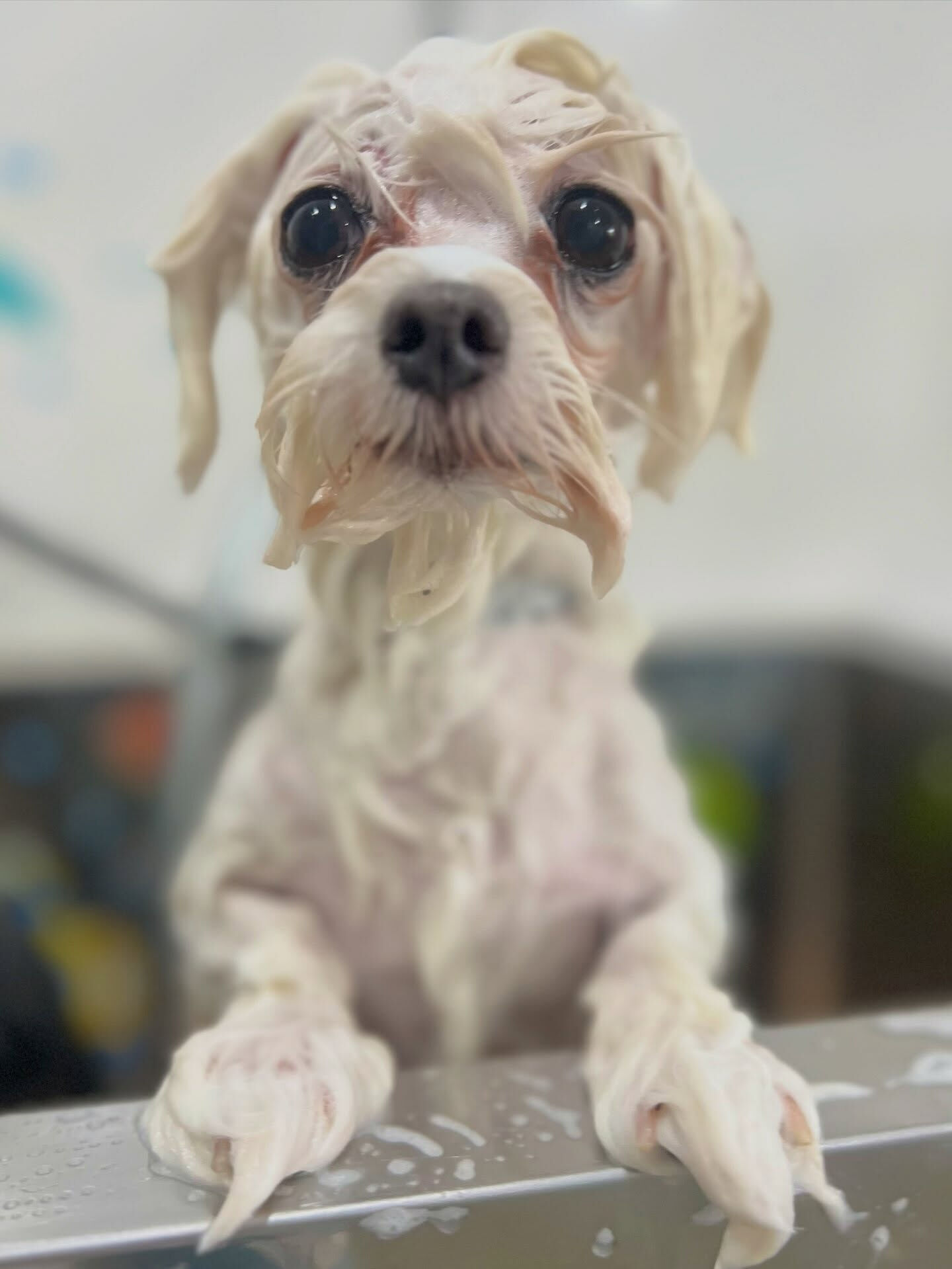 来店いただいた、（マルチーズ)のむぎちゃんです🐶✨