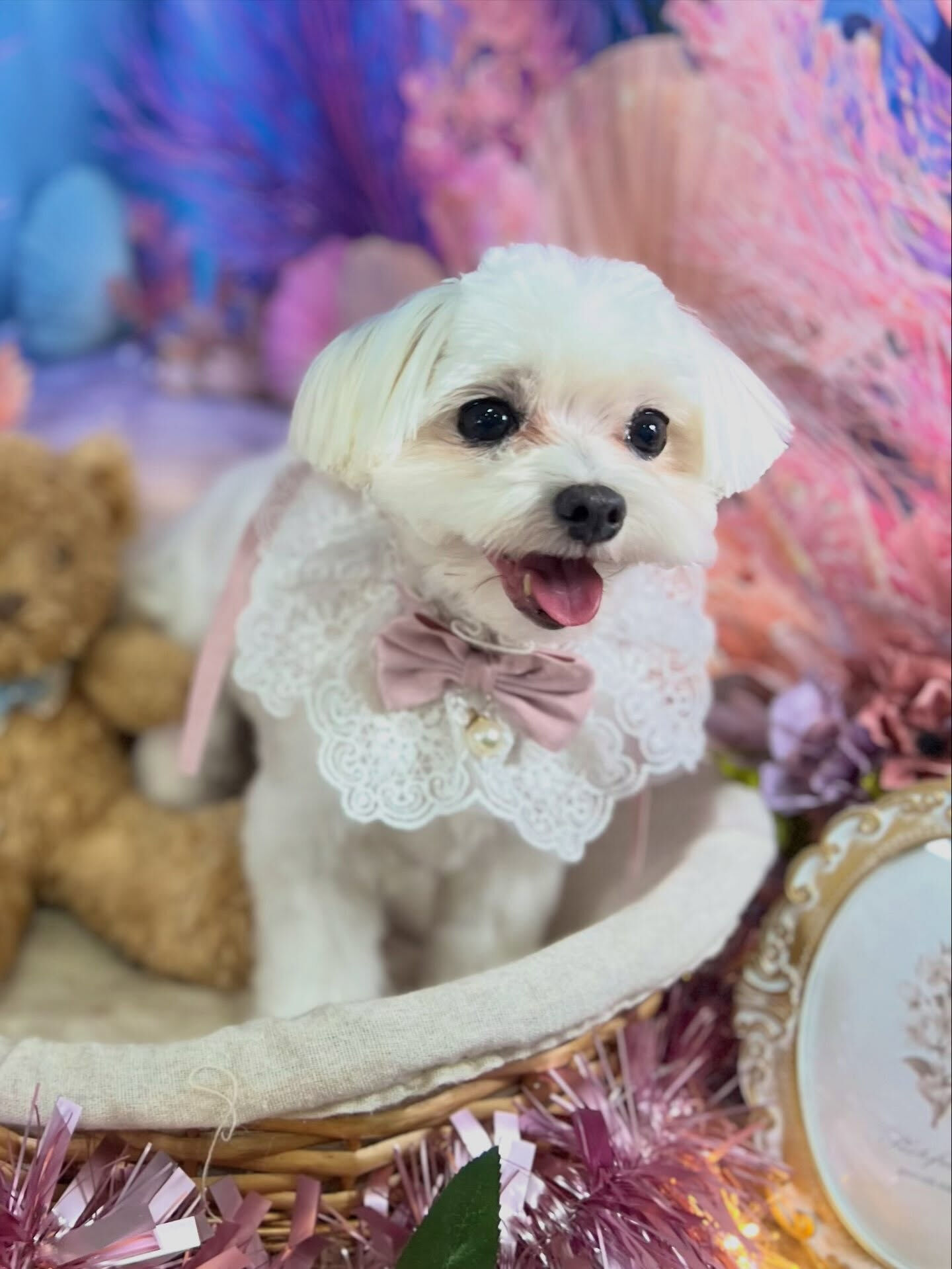 来店いただいた、（マルチーズ)のむぎちゃんです🐶✨