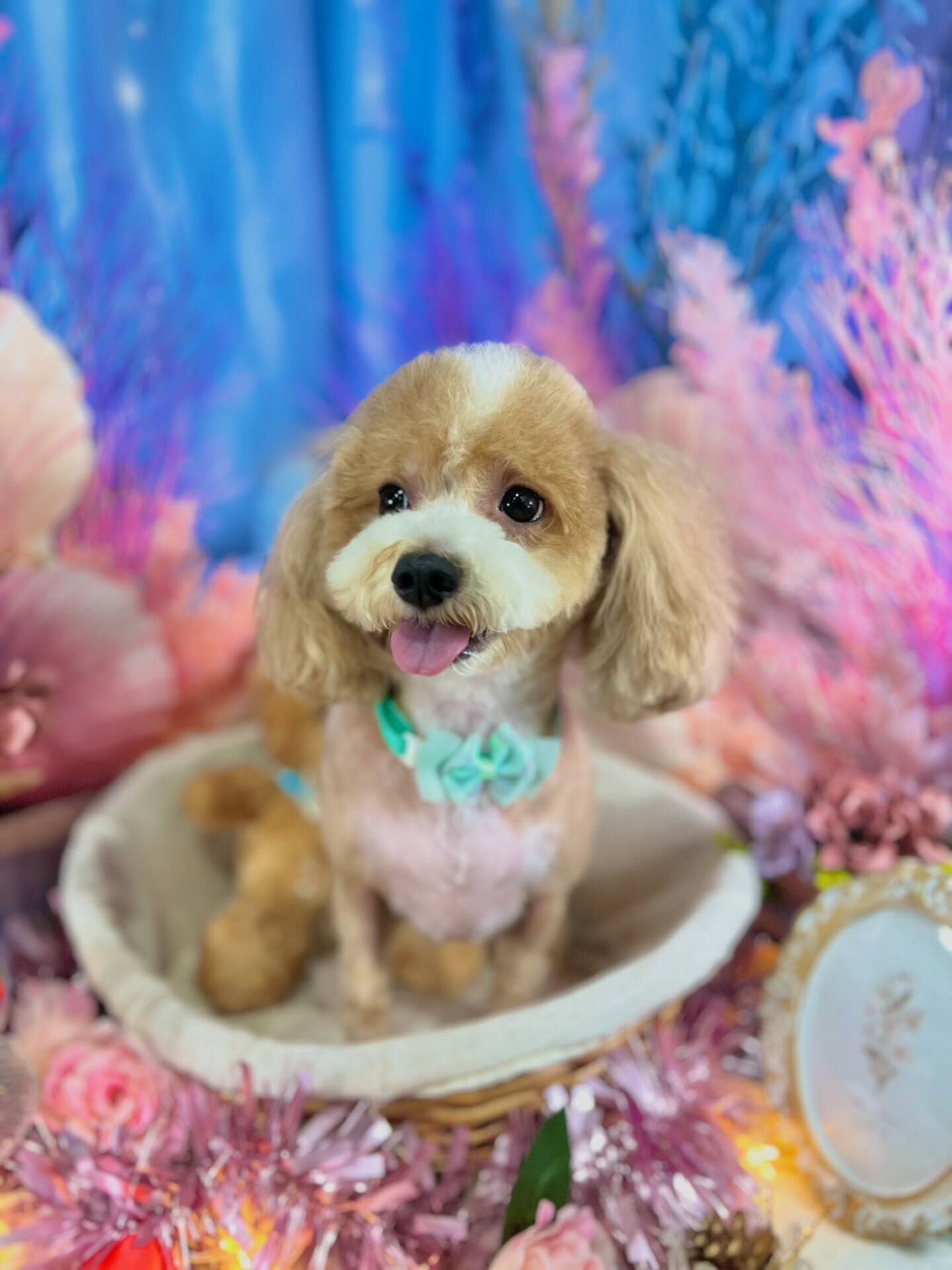 来店いただいた、(マルプー)のリリィちゃんです🐶✨