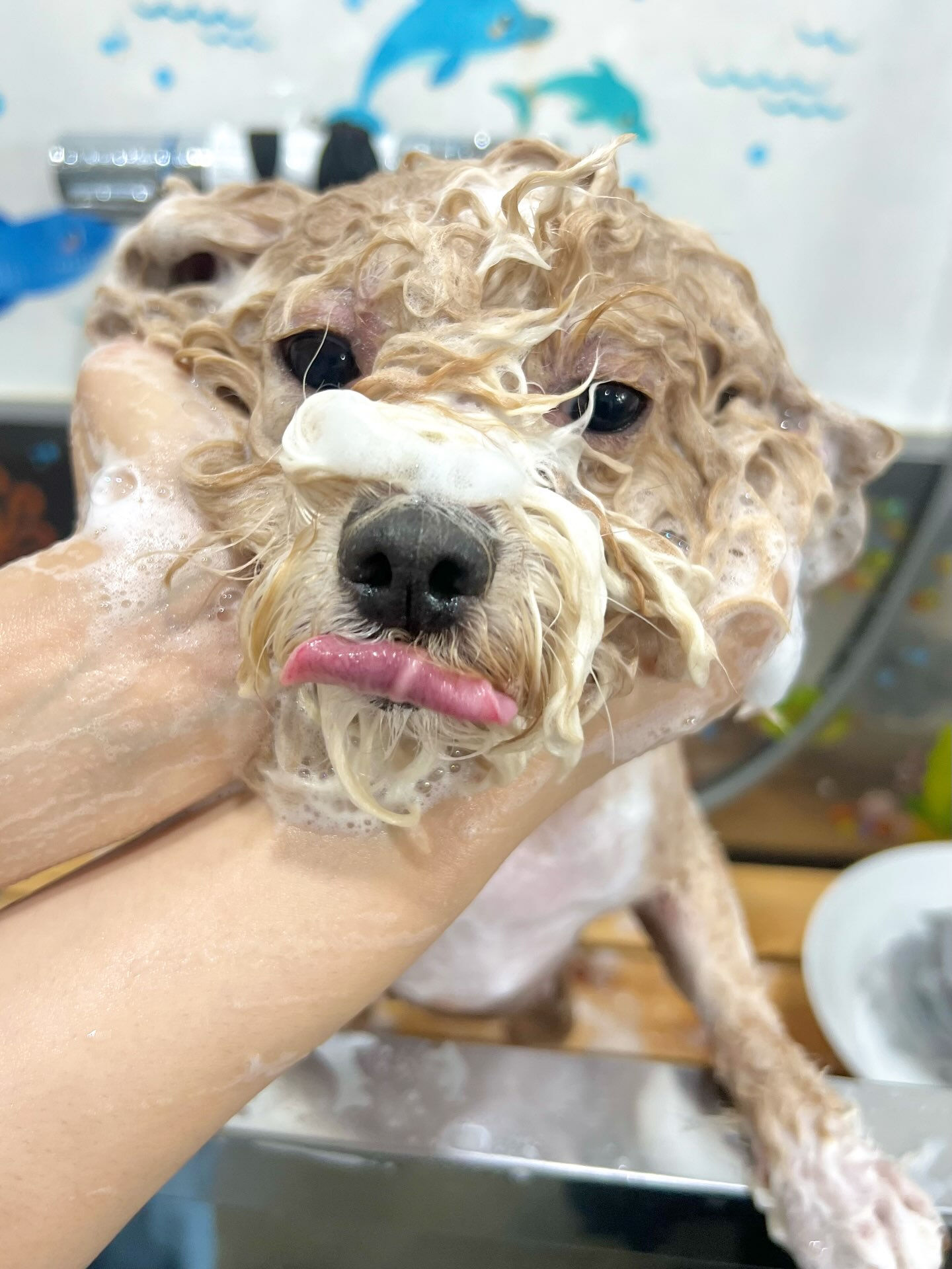 来店いただいた、(マルプー)のリリィちゃんです🐶✨