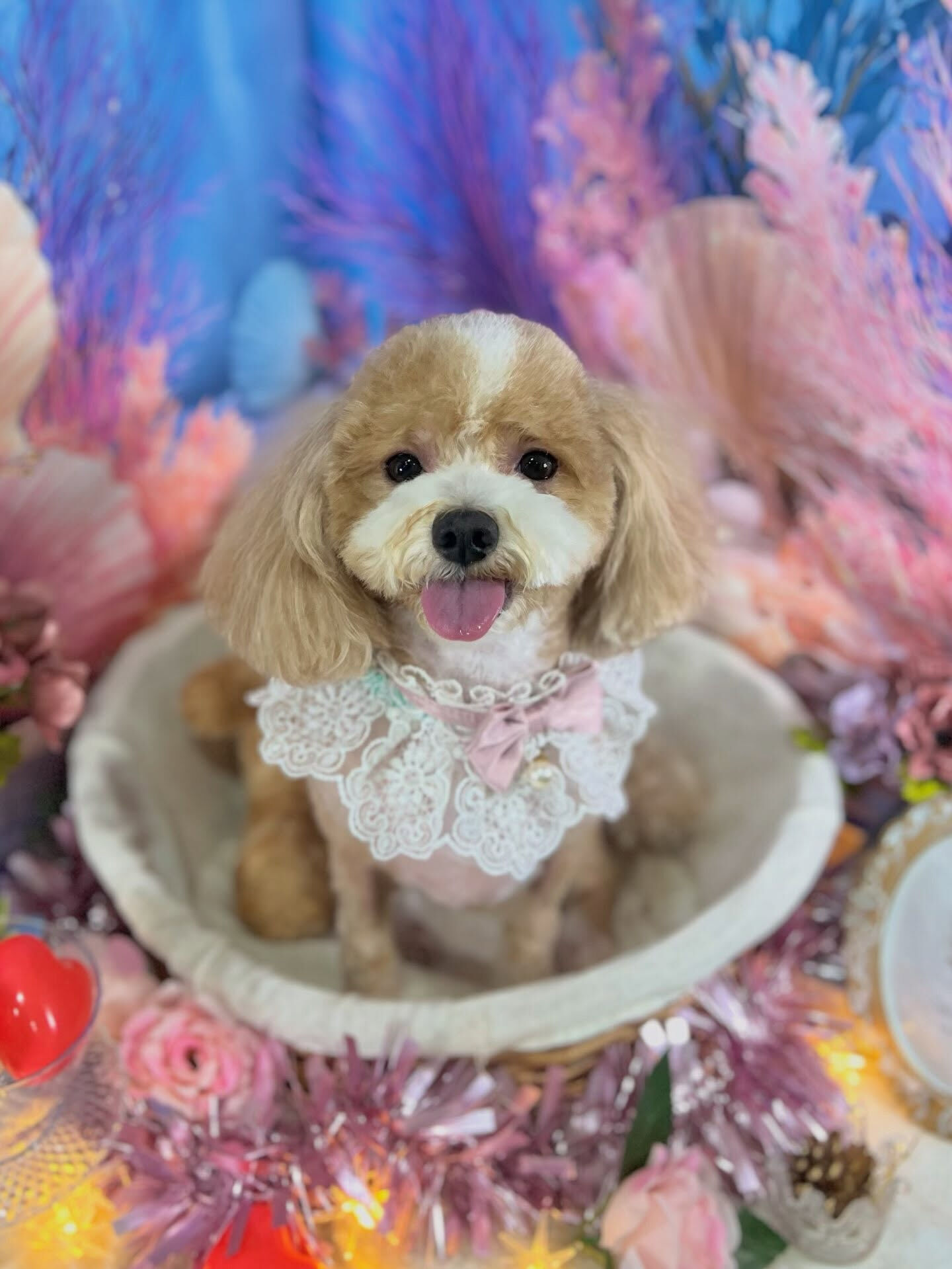 来店いただいた、(マルプー)のリリィちゃんです🐶✨