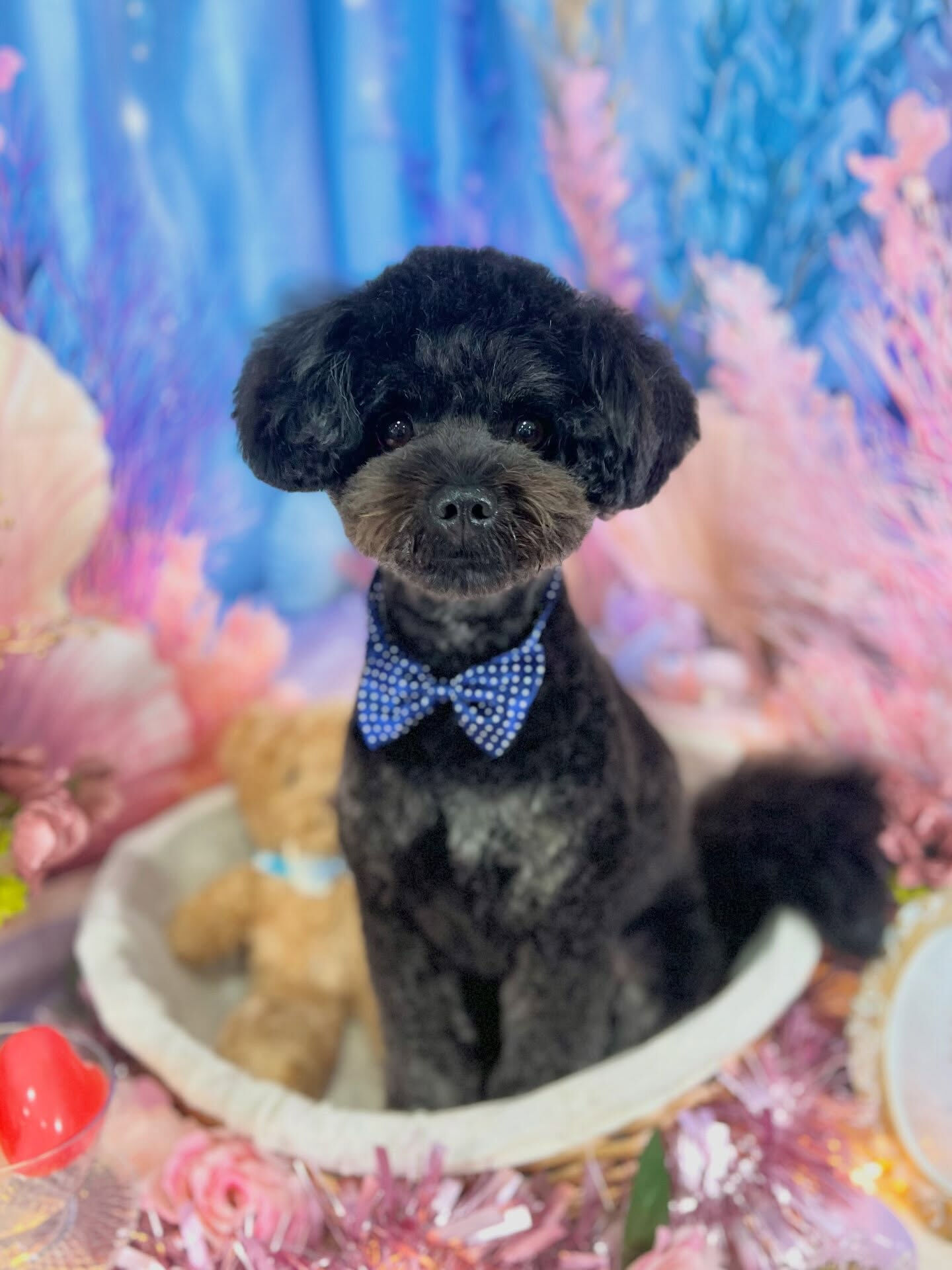 来店いただいた、ポメプーのこじろうくんです🐶✨
