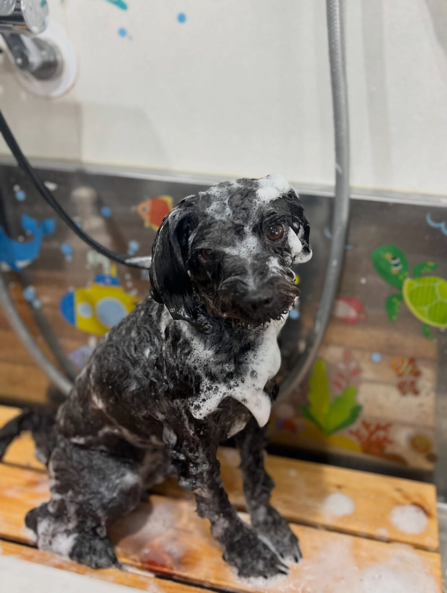 来店いただいた、ポメプーのこじろうくんです🐶✨