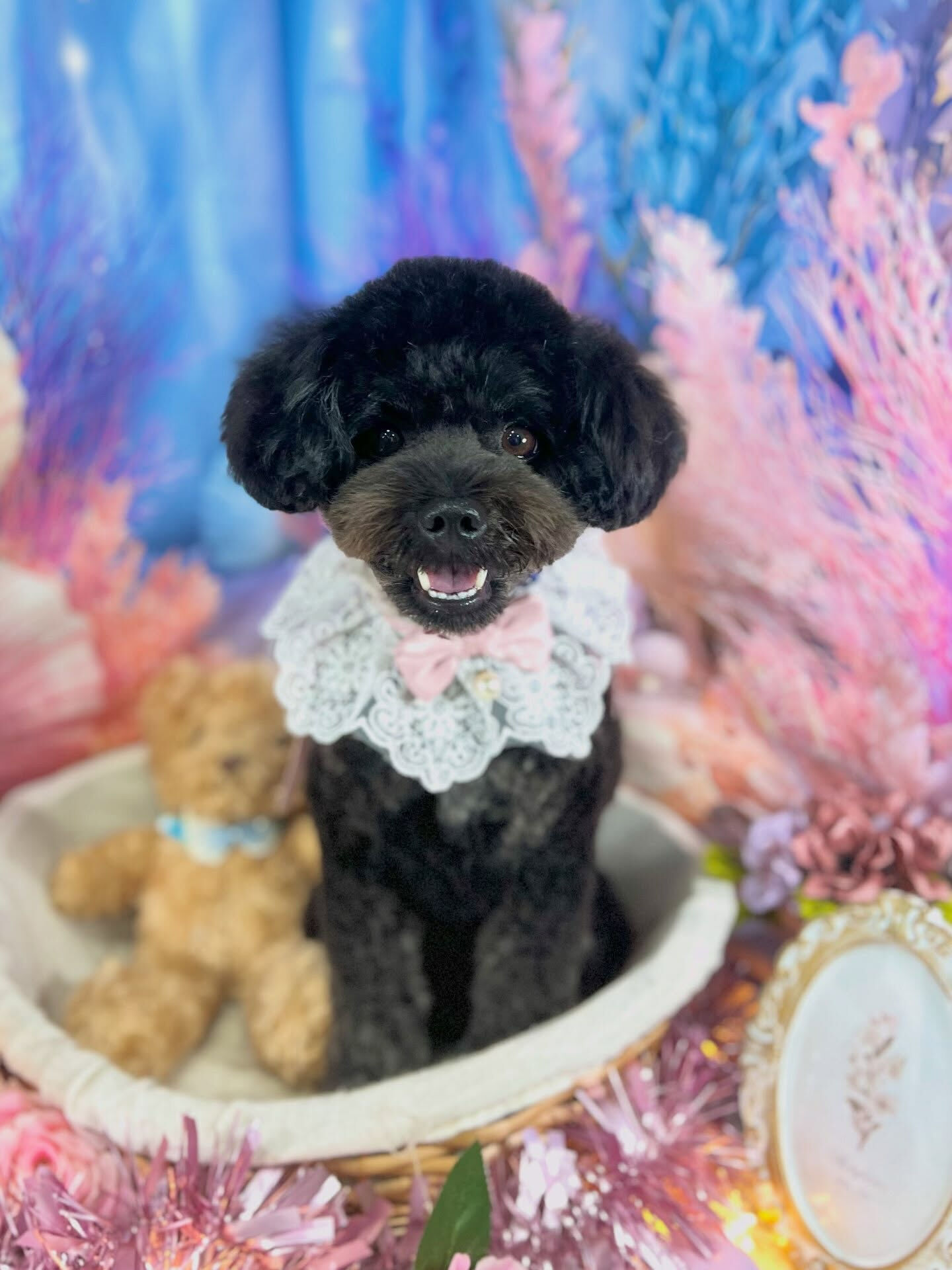 来店いただいた、ポメプーのこじろうくんです🐶✨