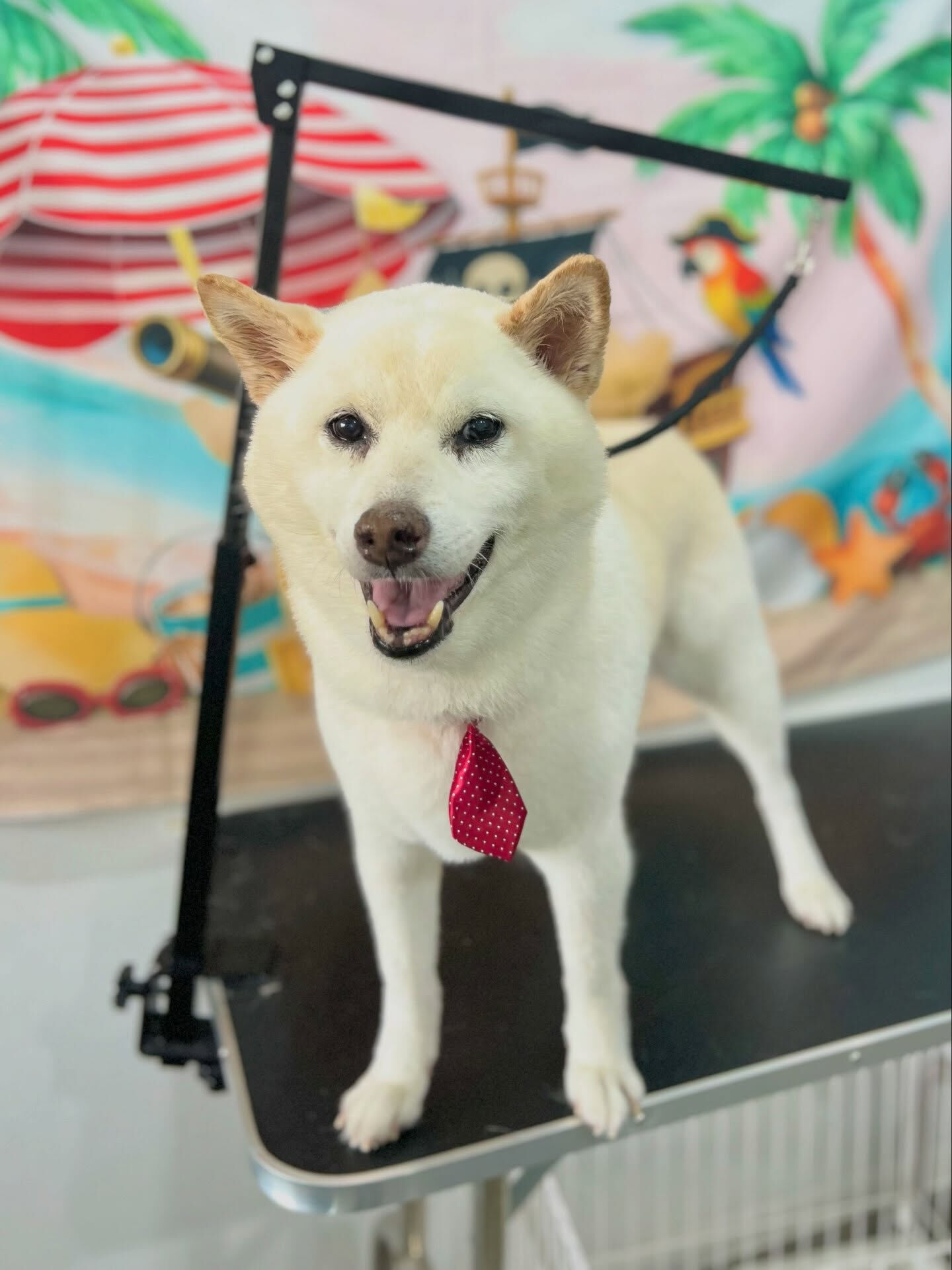 来店いただいた、柴のミントくんです🐶✨