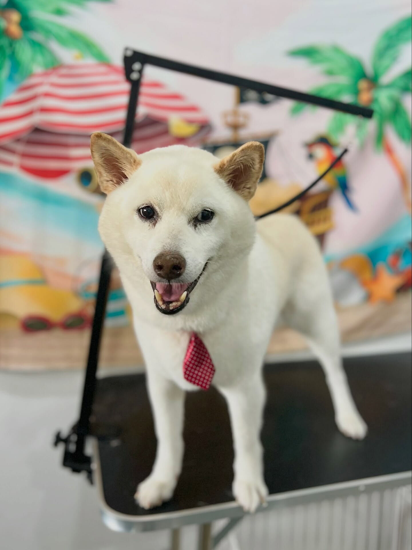 来店いただいた、柴のミントくんです🐶✨