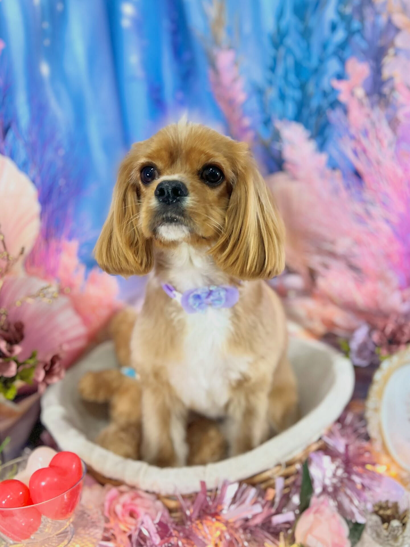 来店いただいた、キャバコッカーのゆにくんです🐶✨