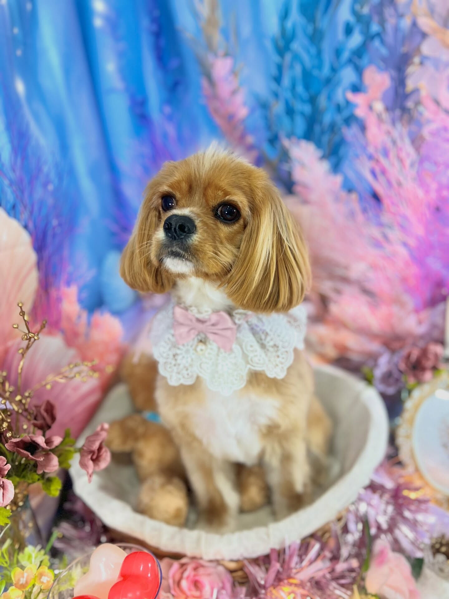 来店いただいた、キャバコッカーのゆにくんです🐶✨