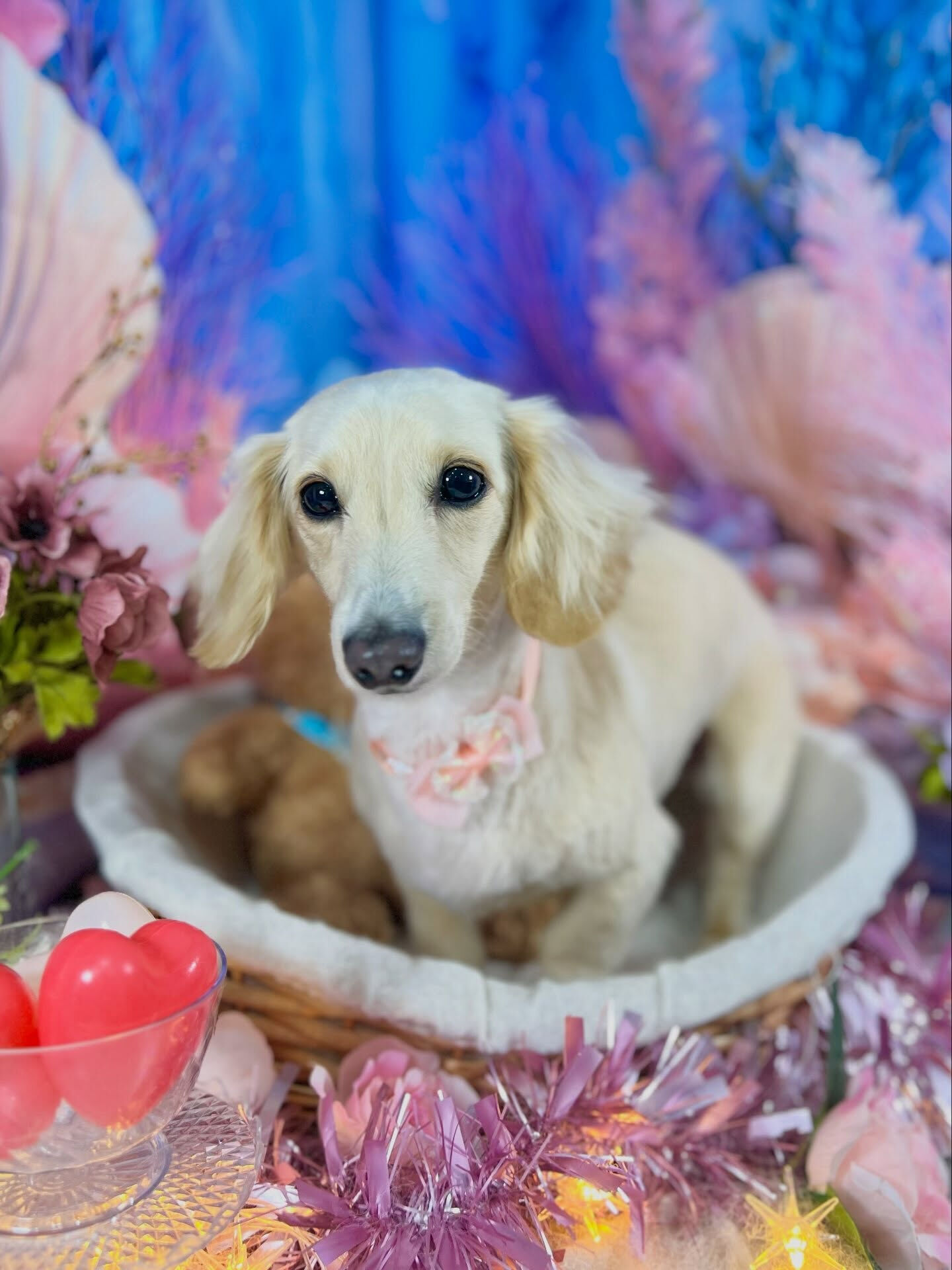 来店いただいた、ダックスのロンくんです🐶✨
