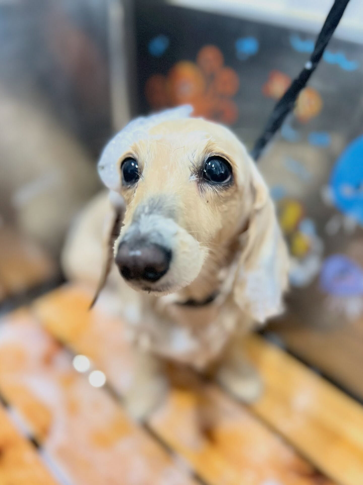 来店いただいた、ダックスのロンくんです🐶✨