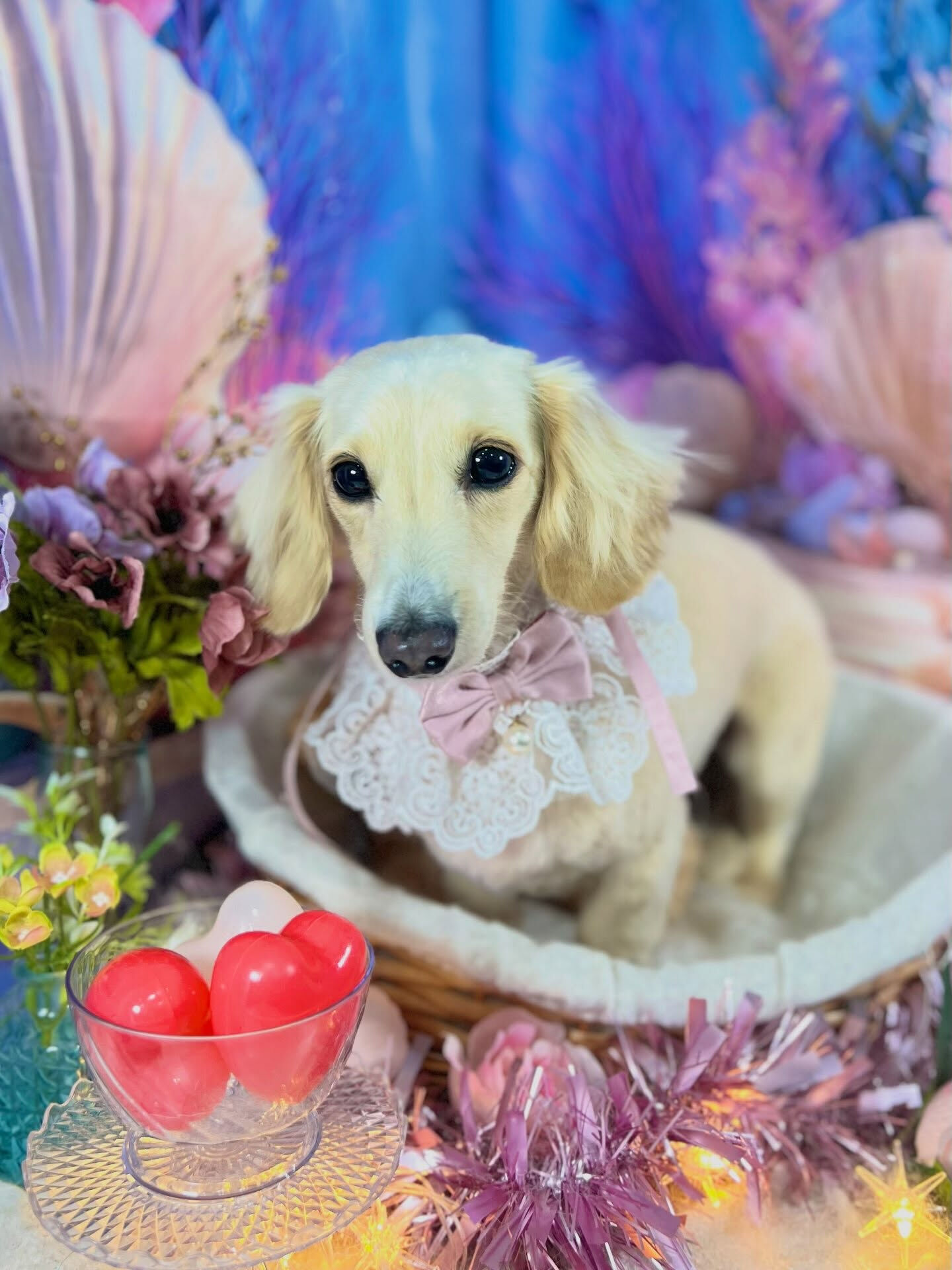 来店いただいた、ダックスのロンくんです🐶✨