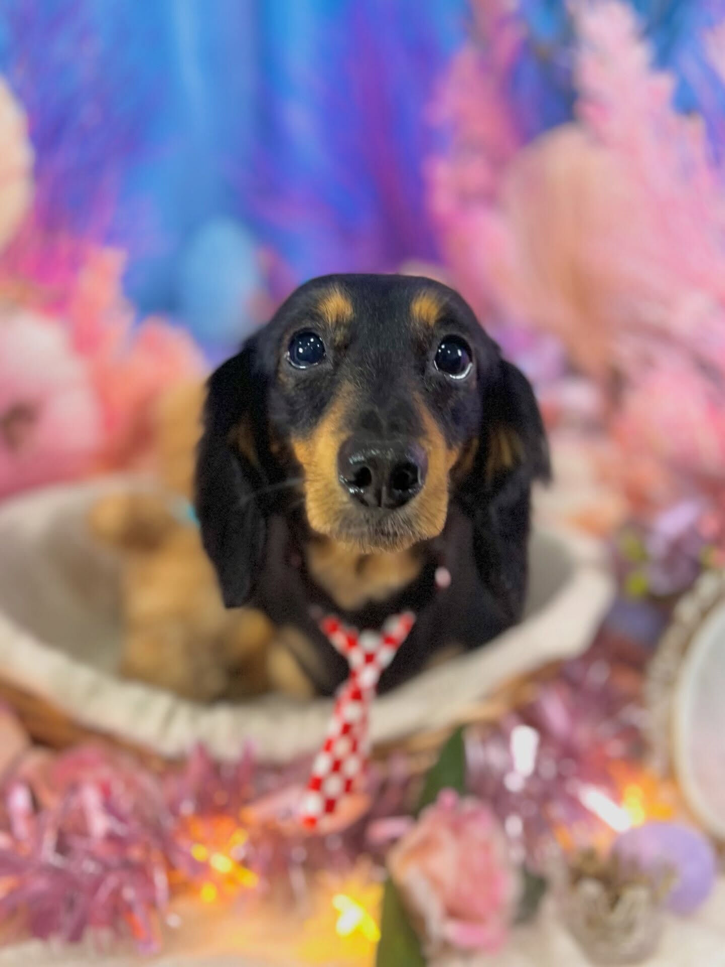 来店いただいた、ダックスのハルくんです🐶✨