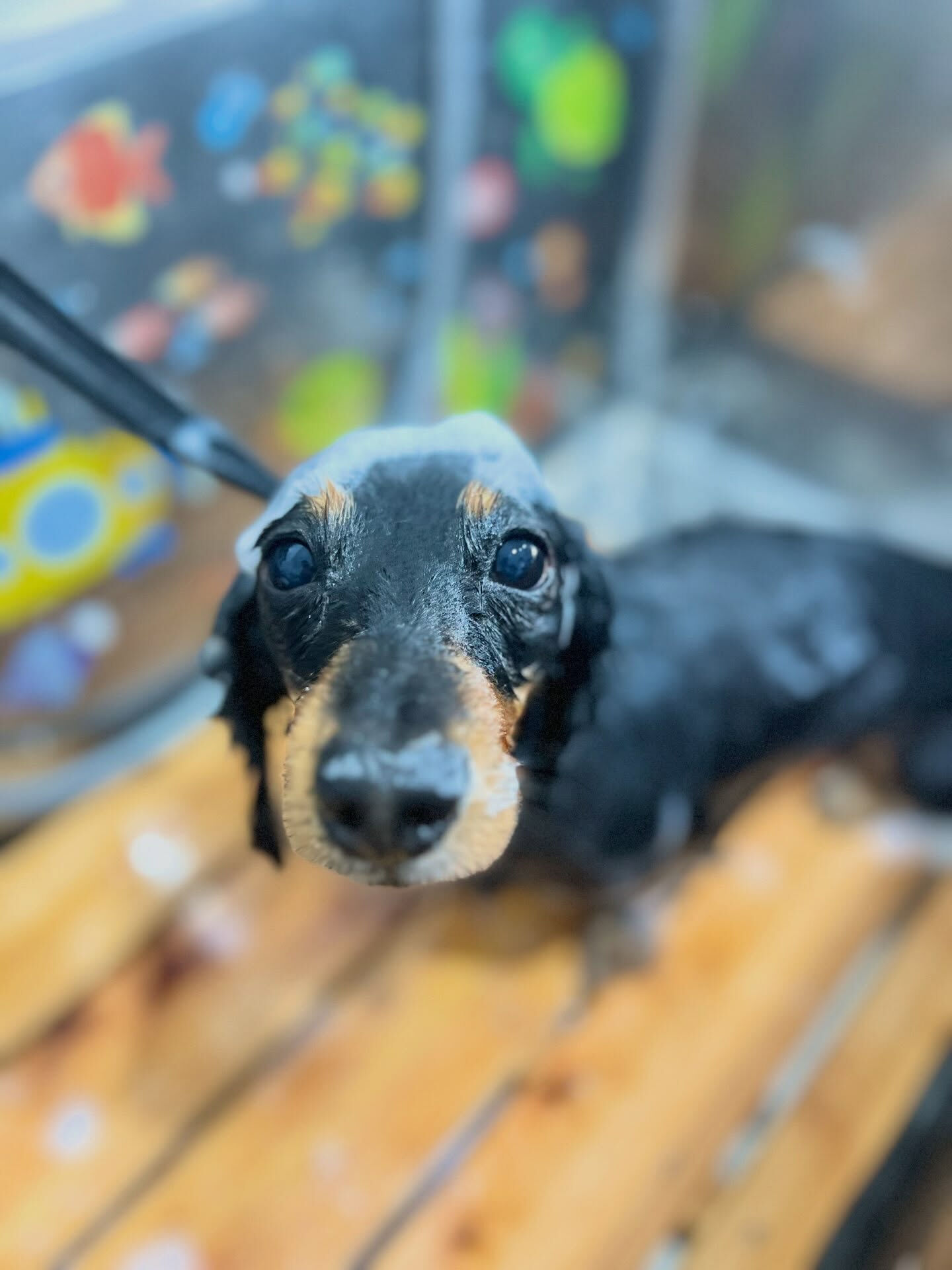 来店いただいた、ダックスのハルくんです🐶✨
