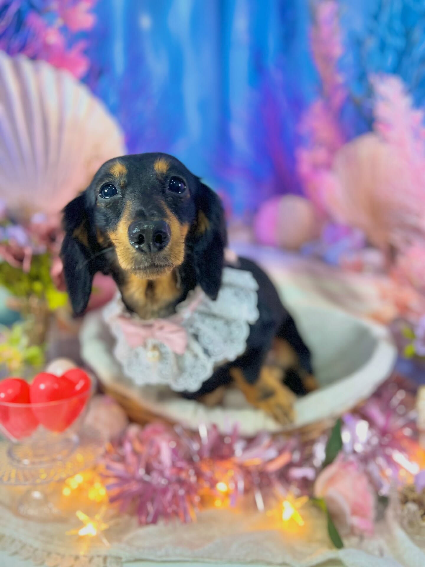 来店いただいた、ダックスのハルくんです🐶✨