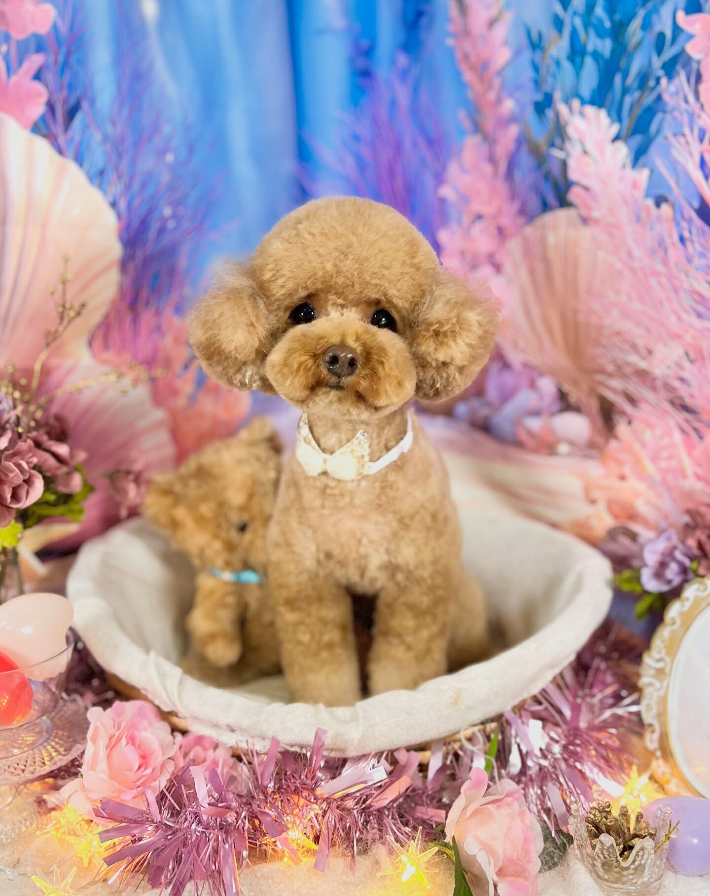 来店いただいた、トイプードルのコロンちゃんです🐶✨