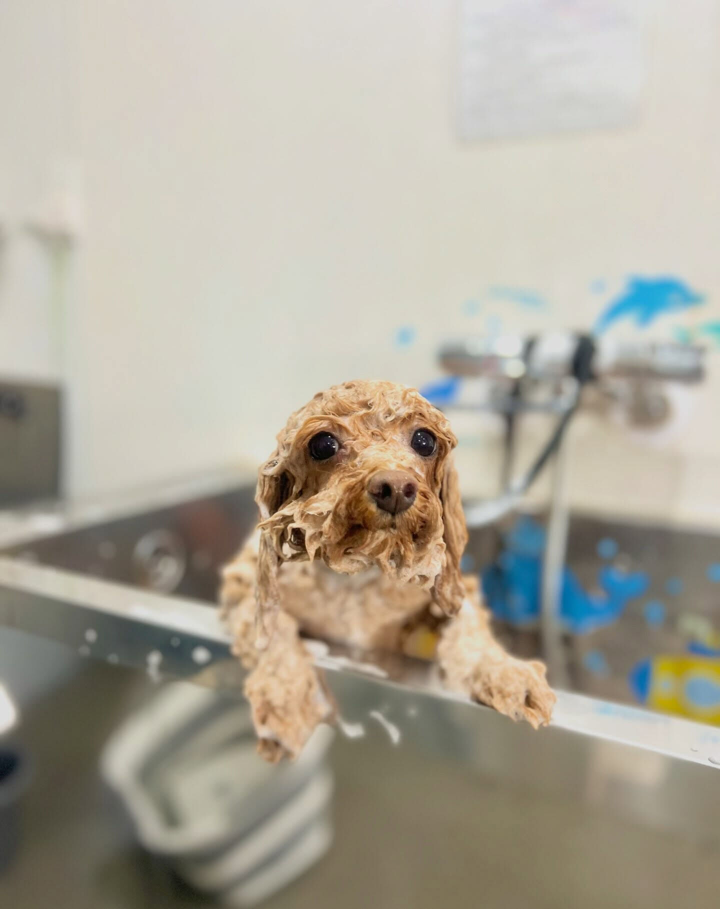 来店いただいた、トイプードルのコロンちゃんです🐶✨