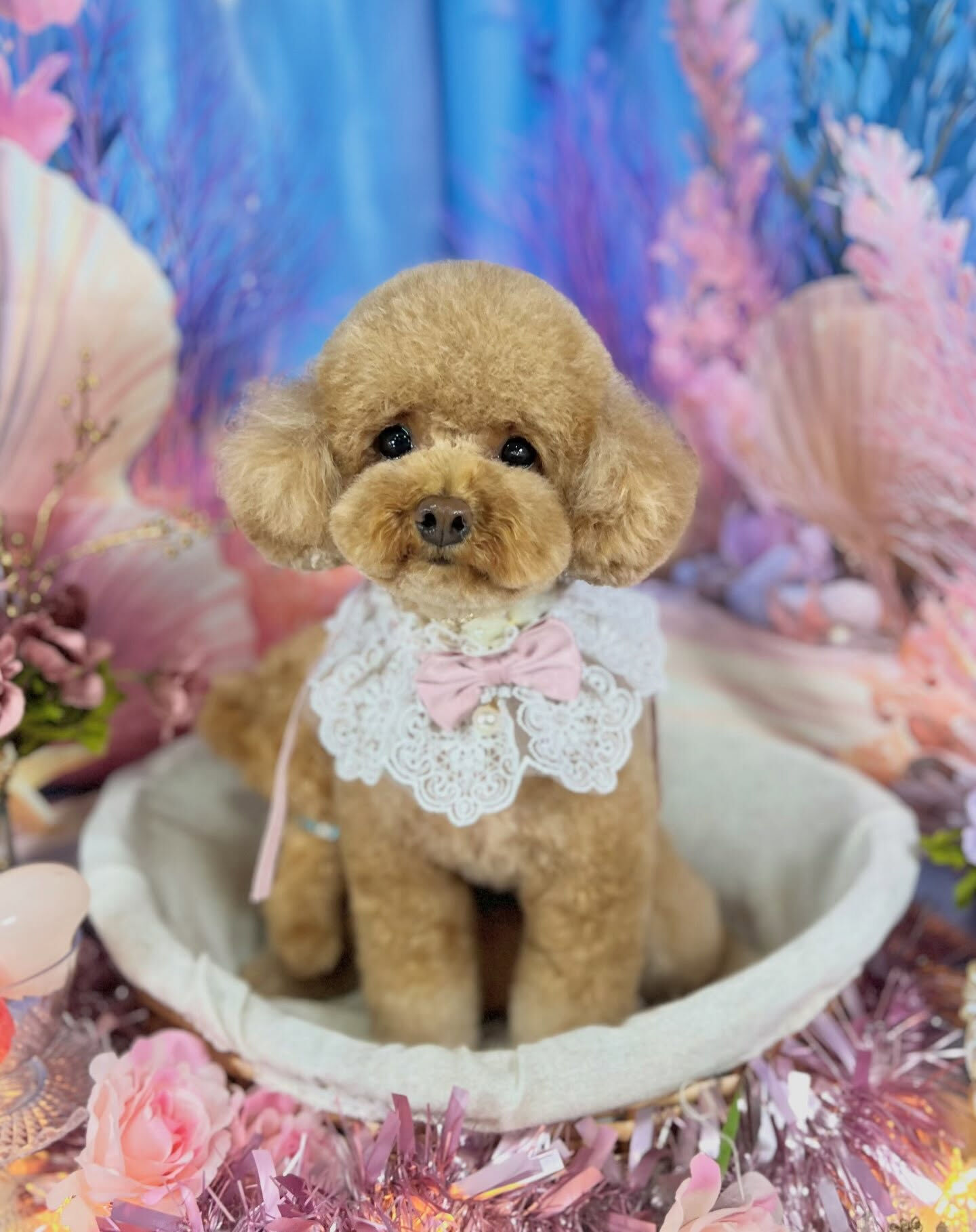 来店いただいた、トイプードルのコロンちゃんです🐶✨