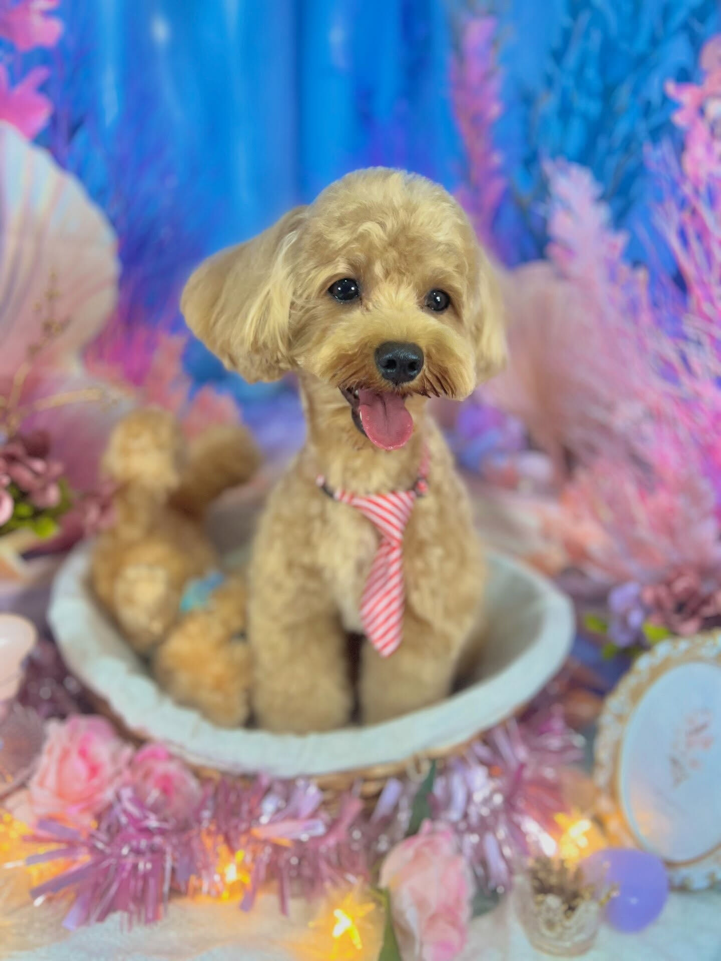 来店いただいた、マルプーの茶々丸くんです🐶✨