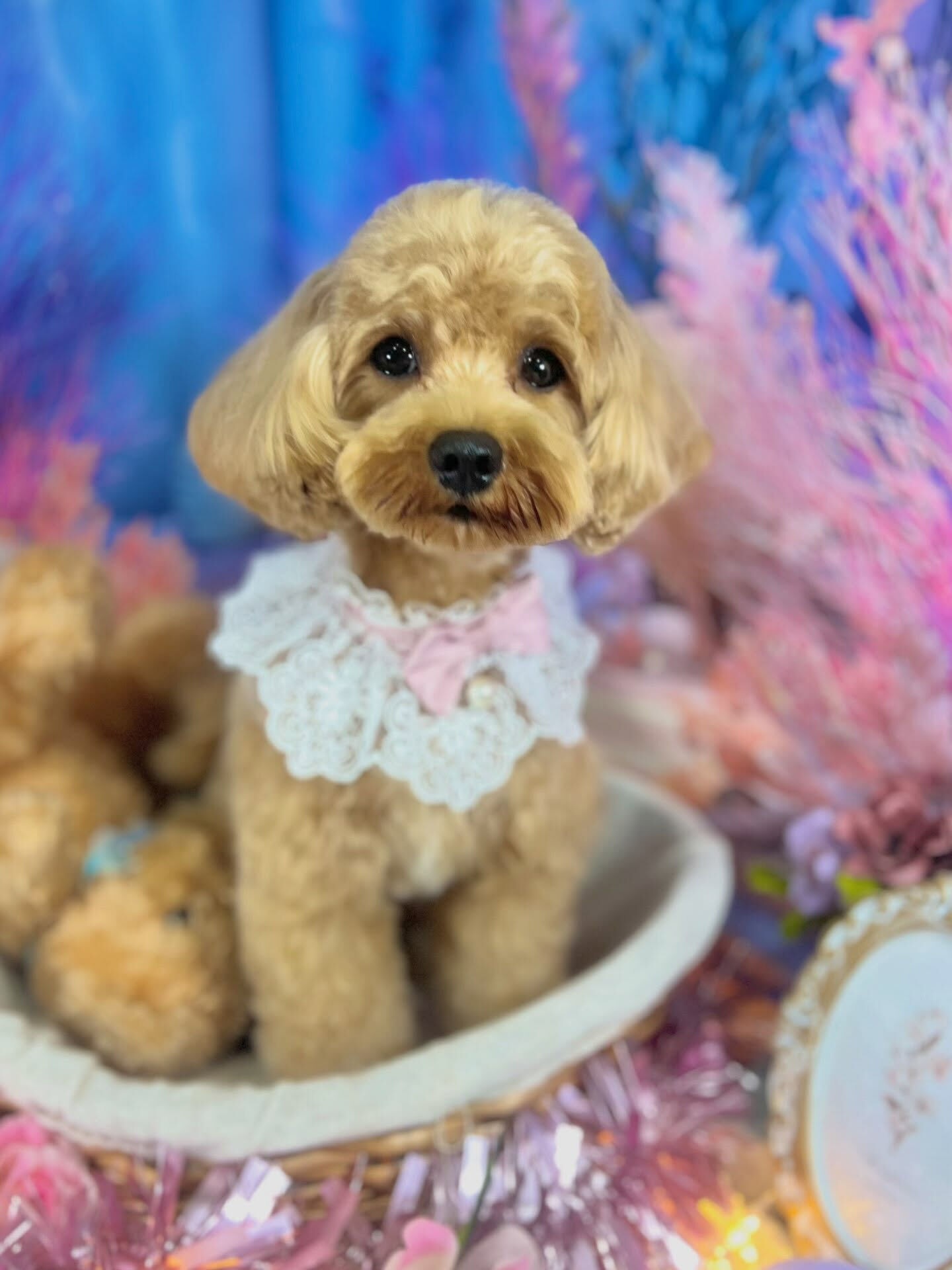 来店いただいた、マルプーの茶々丸くんです🐶✨