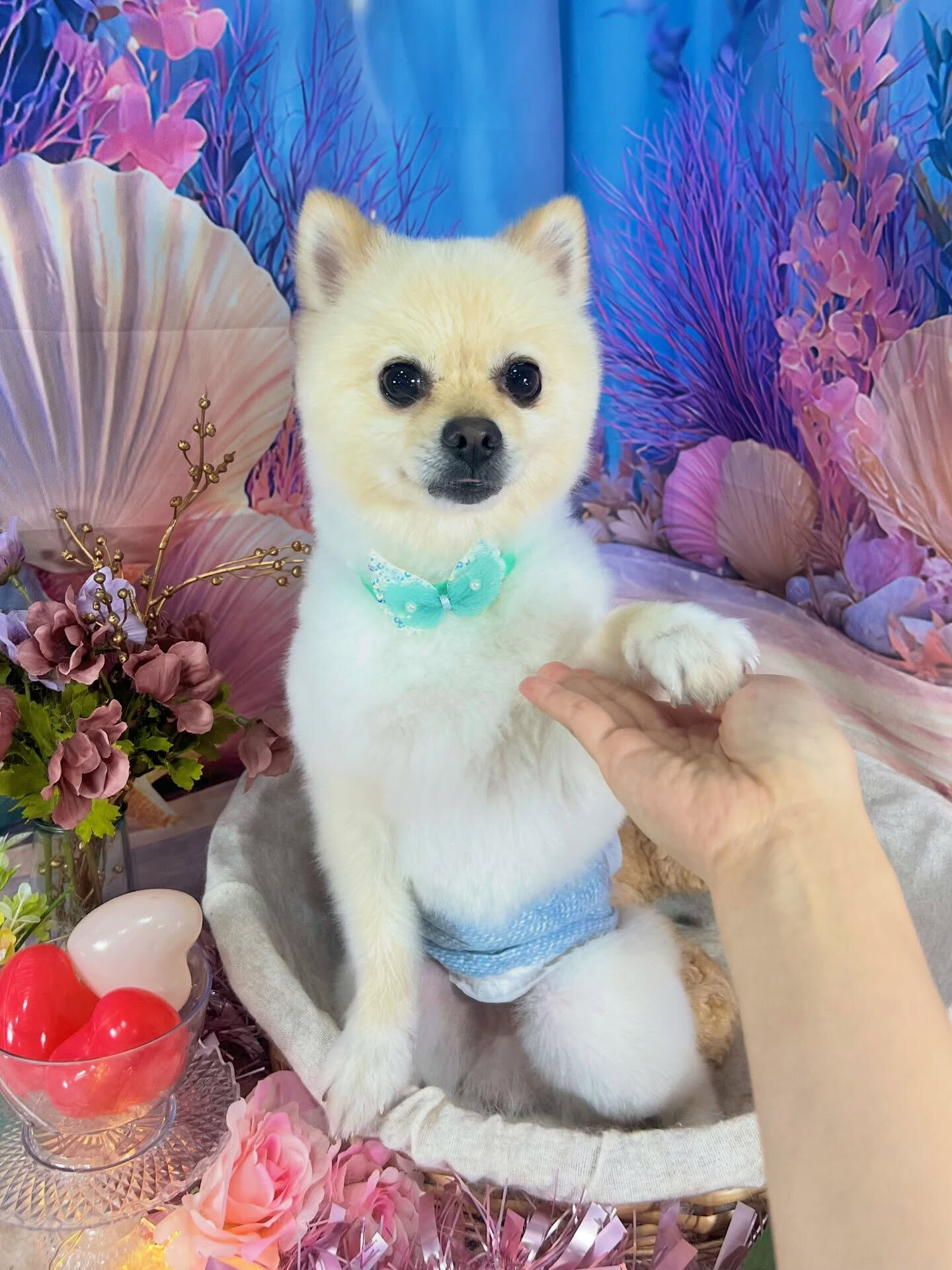 来店いただいた、ポメラニアンのみるくくんです🐶✨