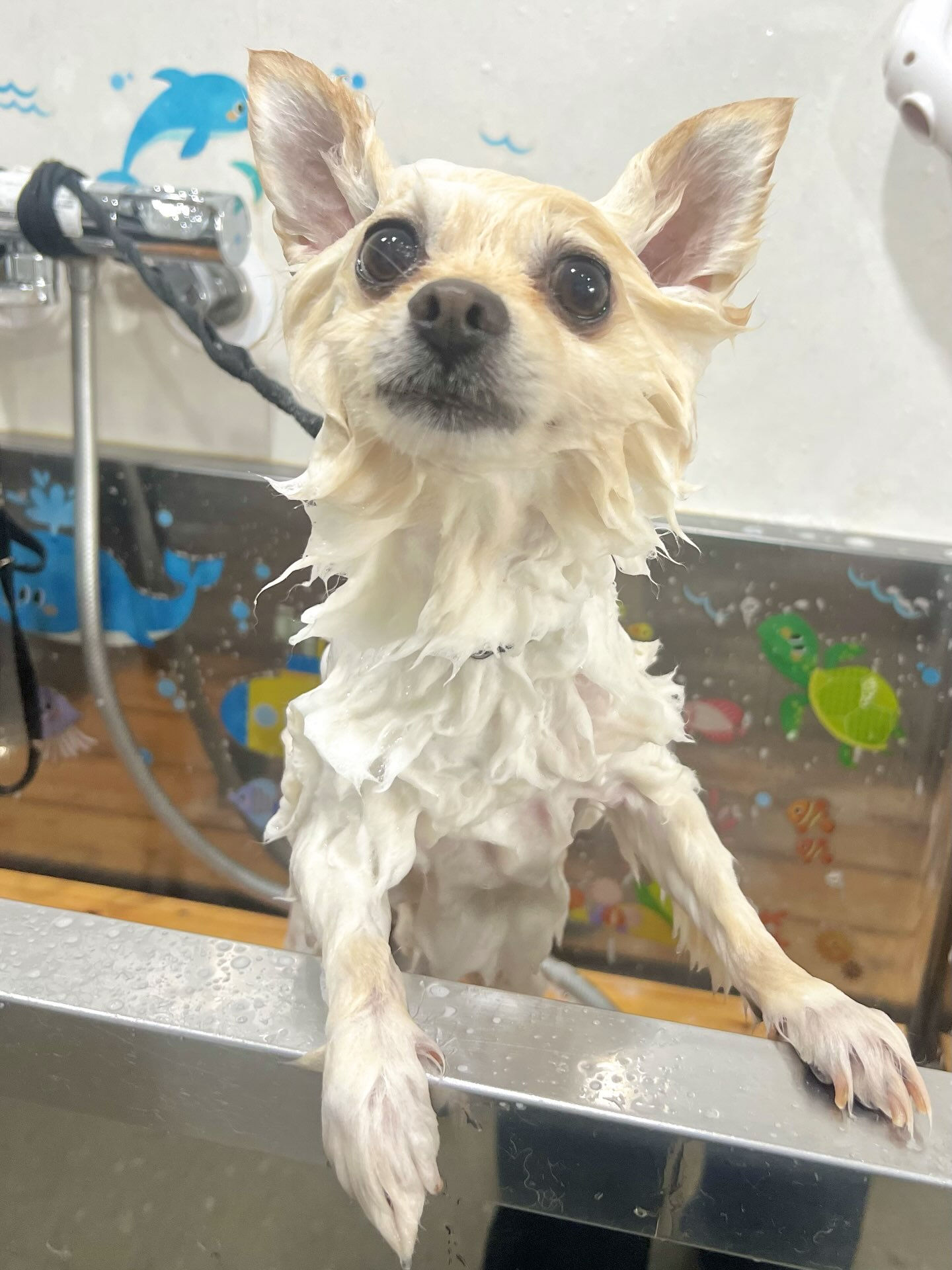 来店いただいた、ポメラニアンのみるくくんです🐶✨
