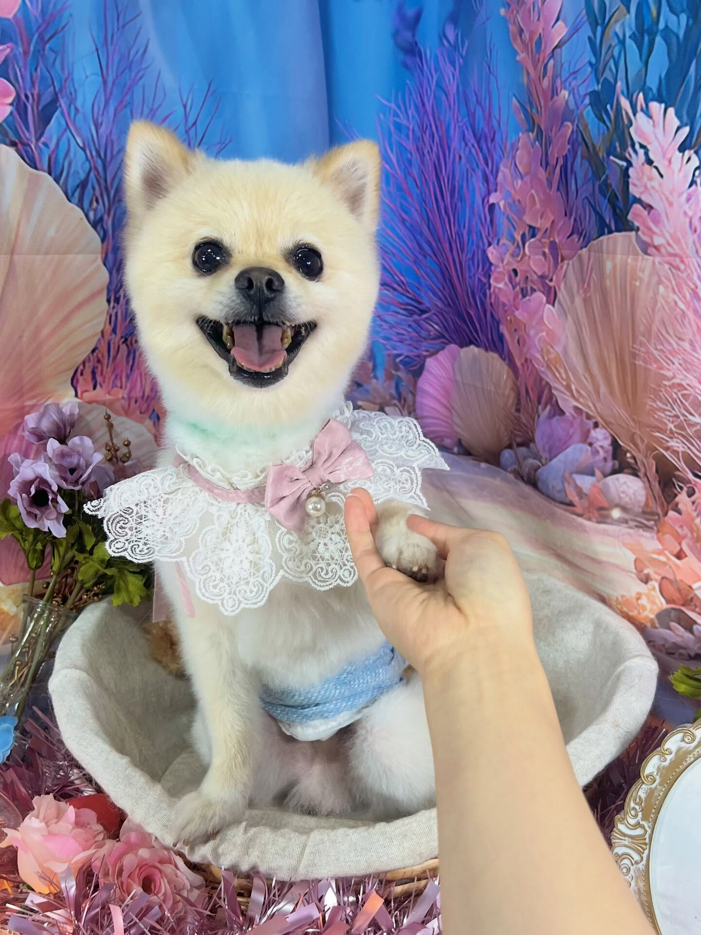 来店いただいた、ポメラニアンのみるくくんです🐶✨