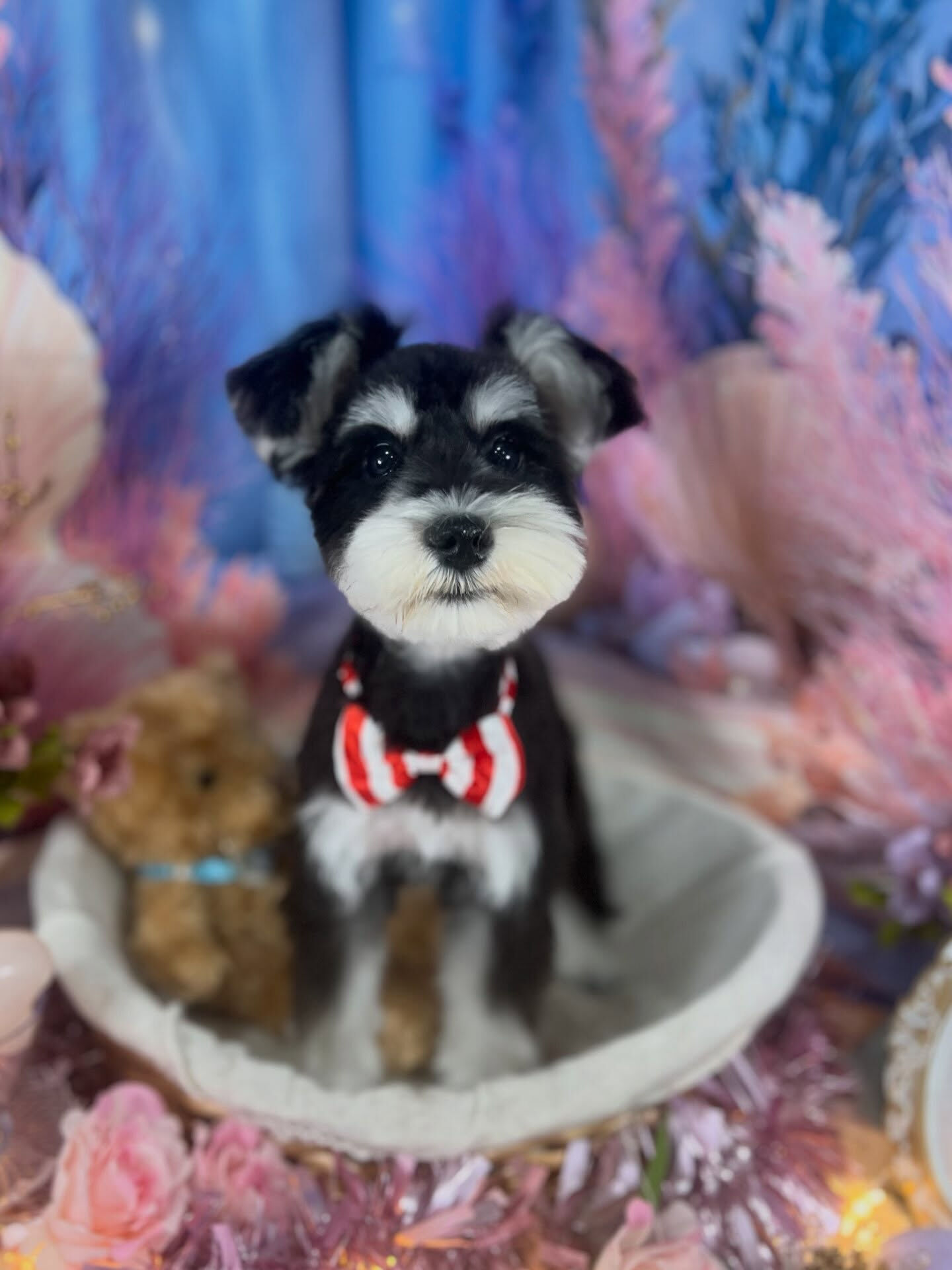 来店いただいた、シュナウザーのルナちゃんです🐶✨